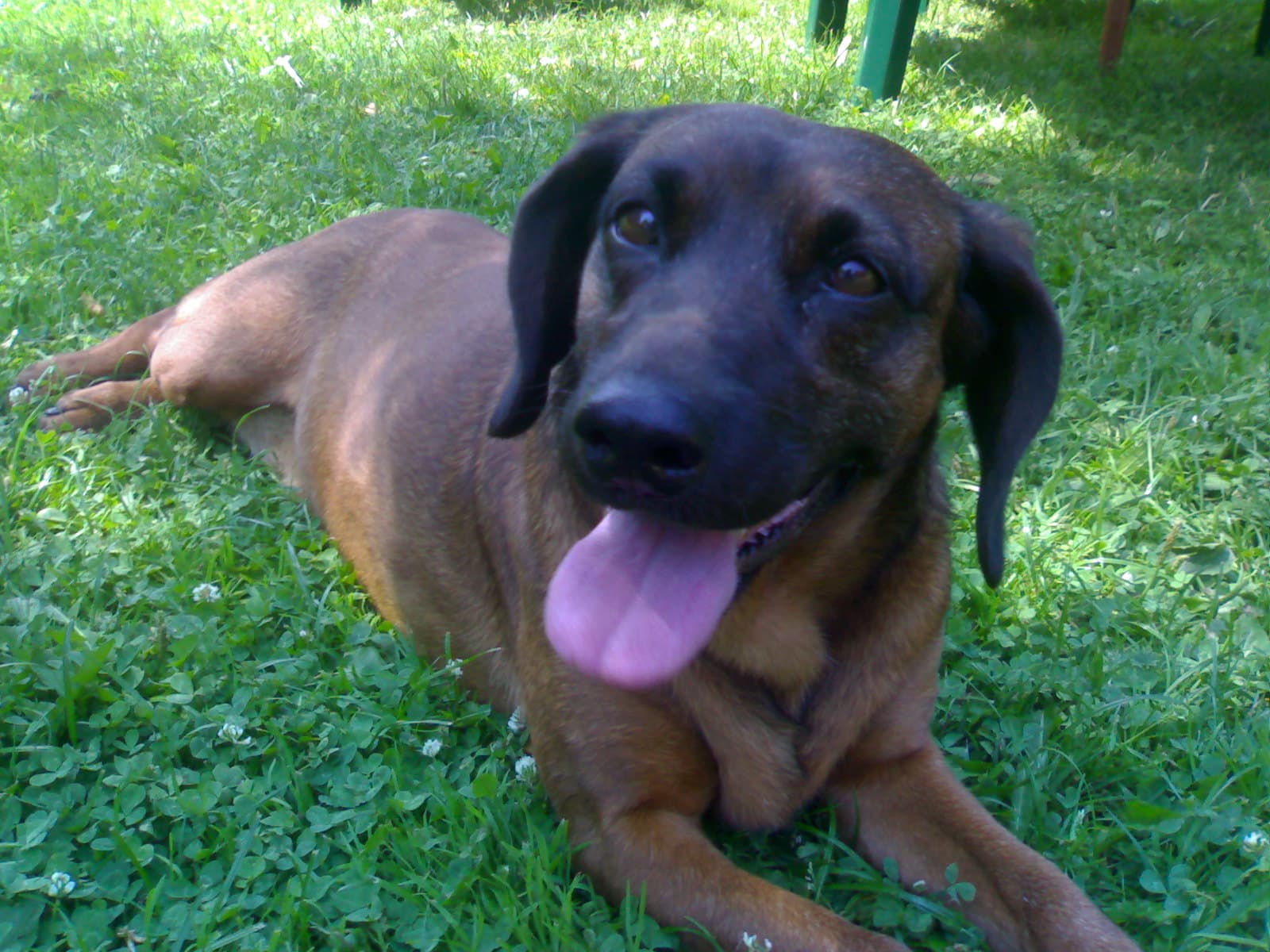 Bayerischer Gebirgsschweißhund liegt entspannt im Gras und streckt die Zunge heraus.