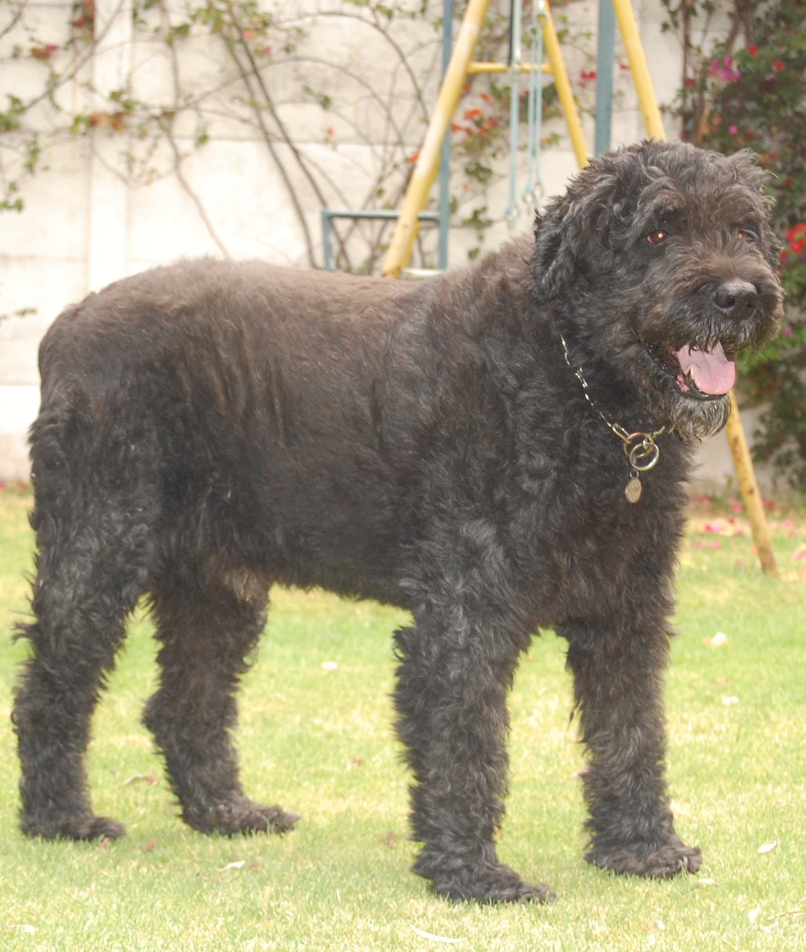 Bouvier des Flandres mit rauem schwarzem Fell steht hechelnd im Garten.