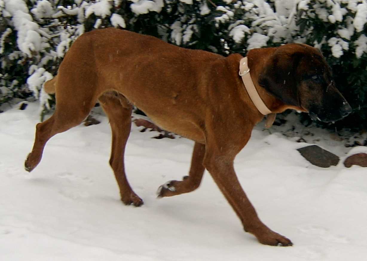 Bayerischer Gebirgsschweißhund läuft mit erhobener Pfote durch frisch gefallenen Schnee.