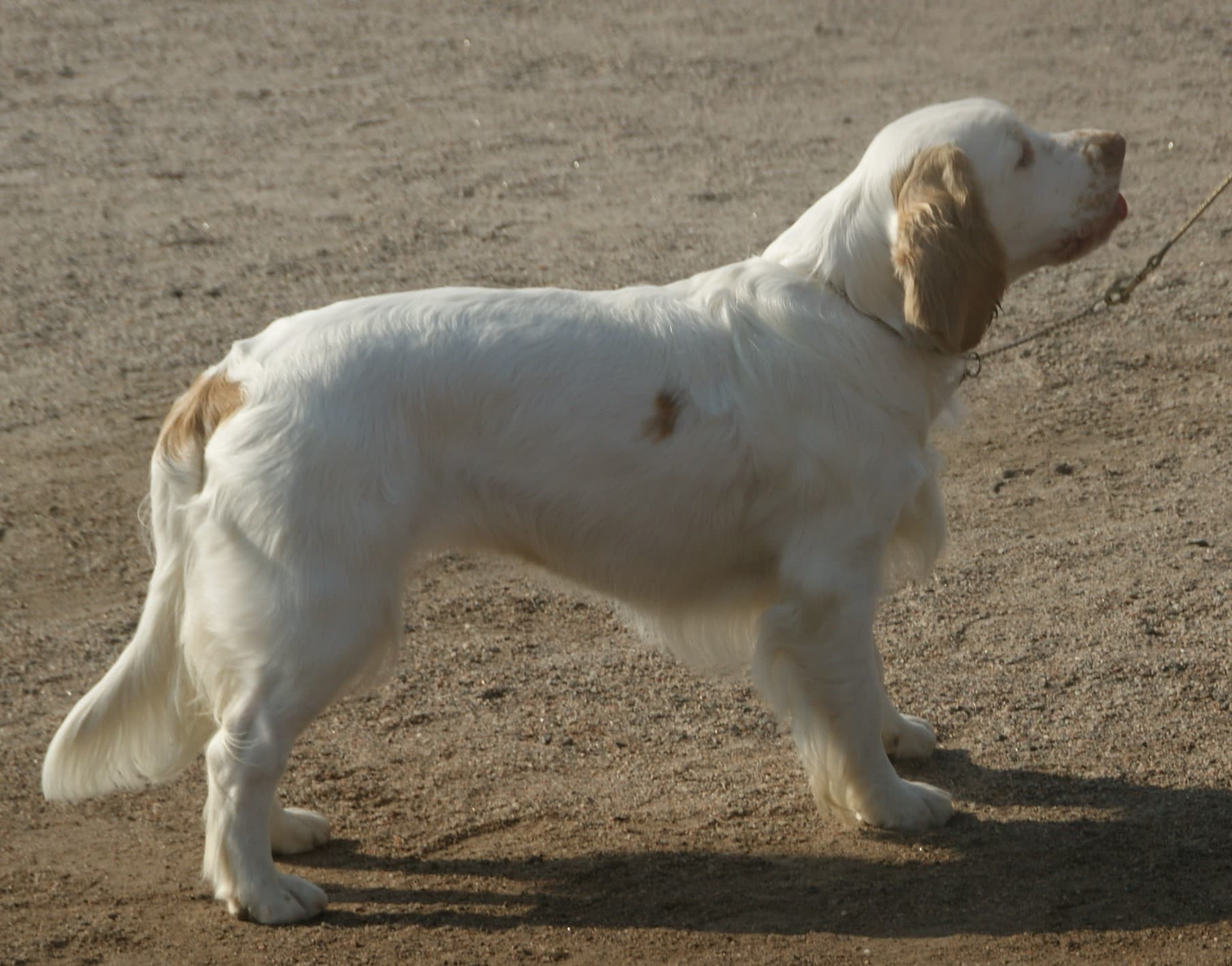 Weißer Clumber Spaniel mit rotbraunen Ohren steht im Profil auf einem sandigen Platz.