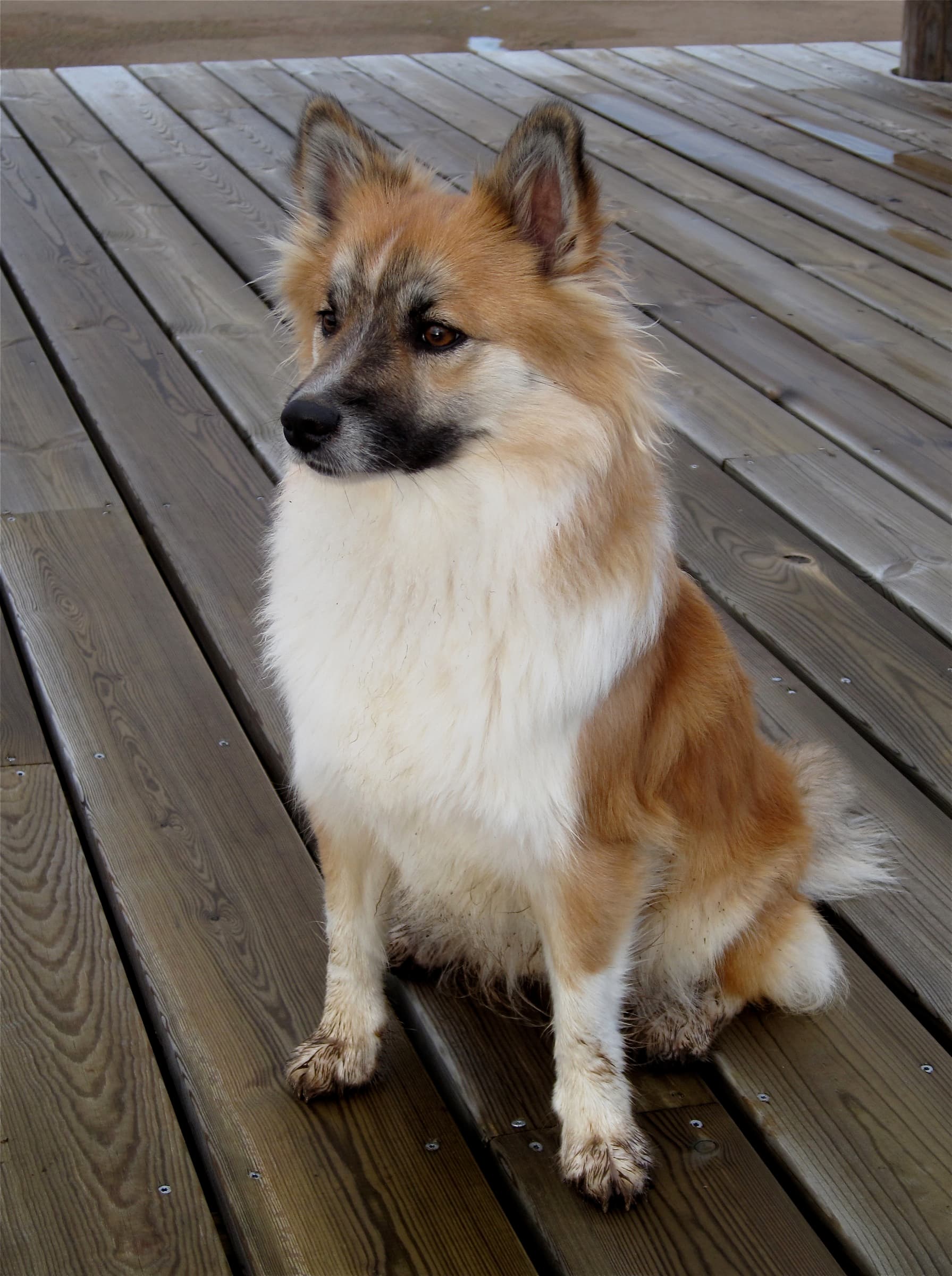 Islandhund sitzt aufmerksam auf einer Holzterrasse.