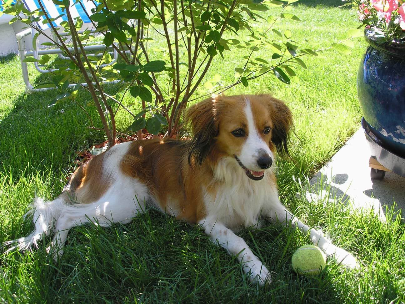 Nederlandse Kooikerhondje liegt zuhause im Garten neben einem Tennisball.