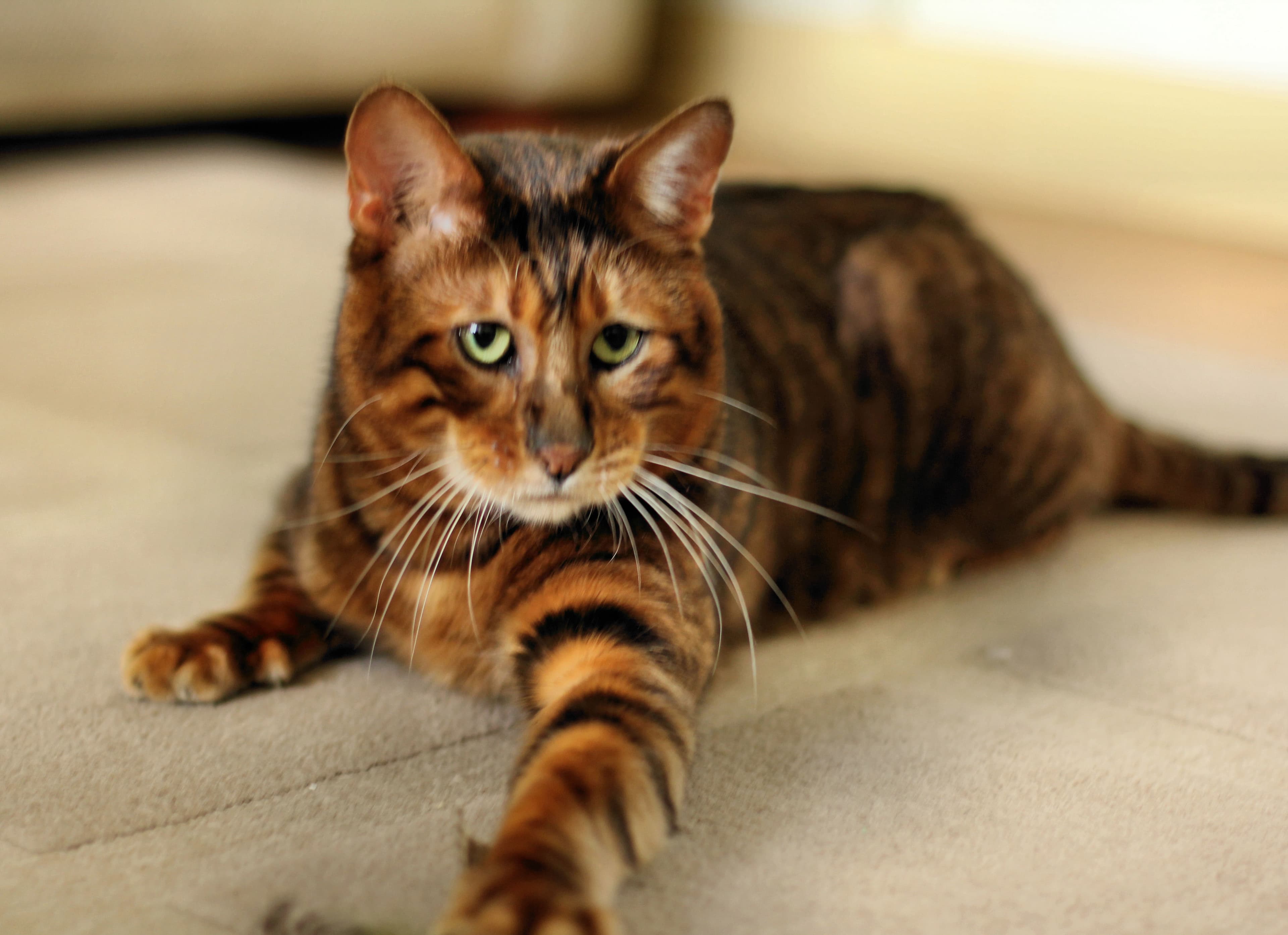 Toyger mit kontrastreicher brauner Tigerstreifenzeichnung liegt ausgestreckt auf hellem Teppich und blickt in die Kamera