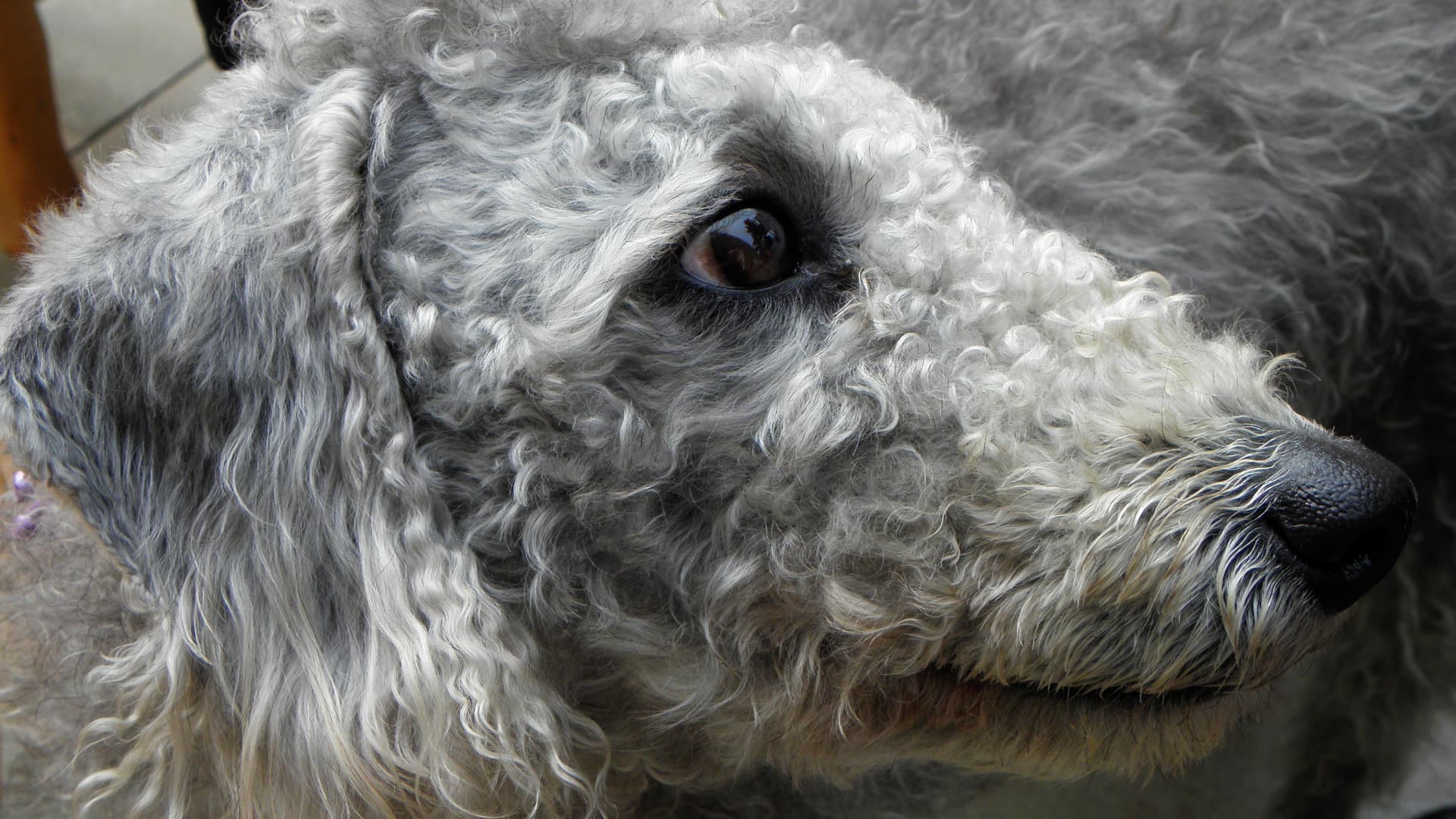 Bedlington Terrier steht im getrimmten Fell auf einer Wiese.