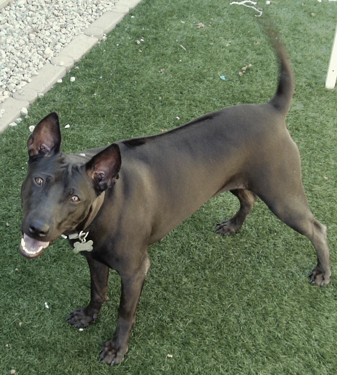 Schwarzer Thailand Ridgeback tobt fröhlich über eine Rasenfläche im Garten.
