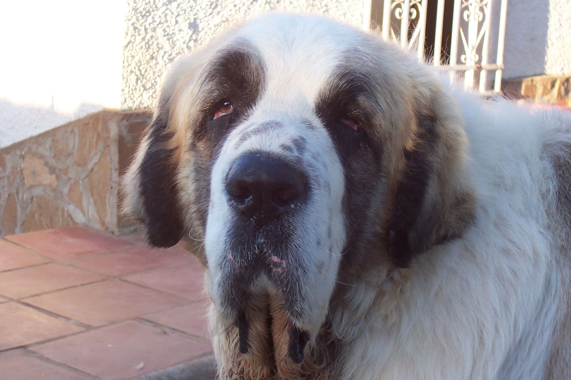 Pyrenäen Mastiff im Nahporträt mit typischer dunkler Augenmaske und Schlappohren.