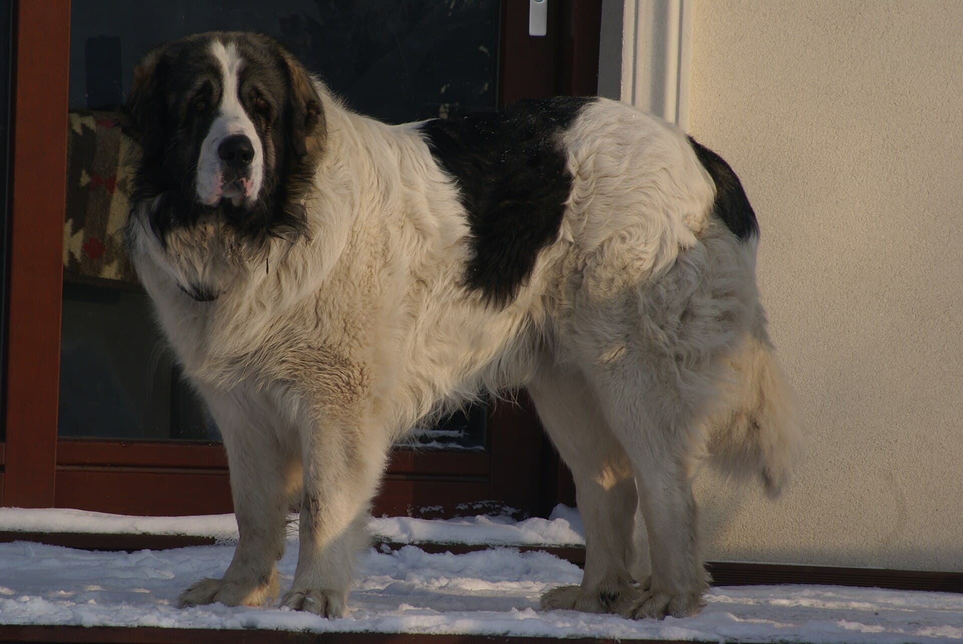 Pyrenäen Mastiff mit schwarz-weißer Fellzeichnung steht vor einer Terrassentür im Schnee.