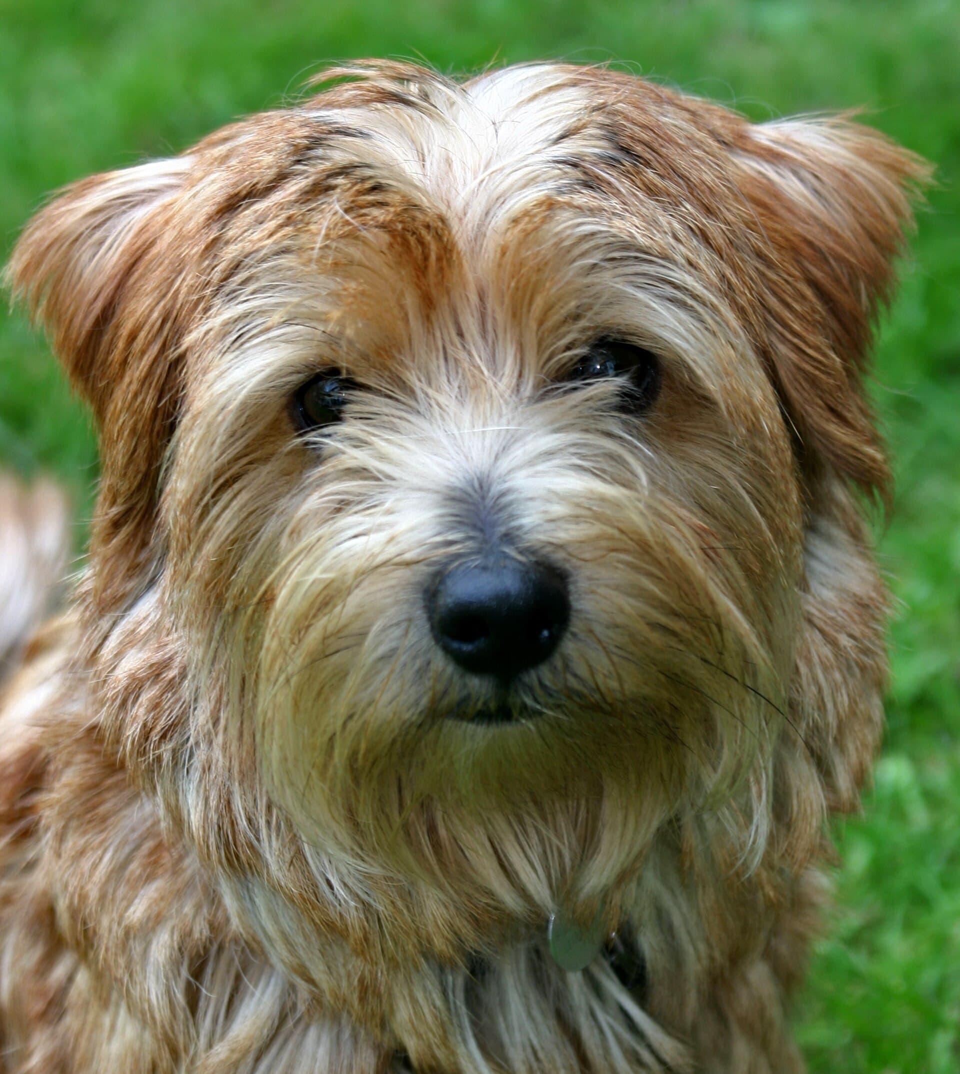 Norfolk Terrier im Nahporträt, buschiges Gesicht und aufmerksame dunkle Augen.