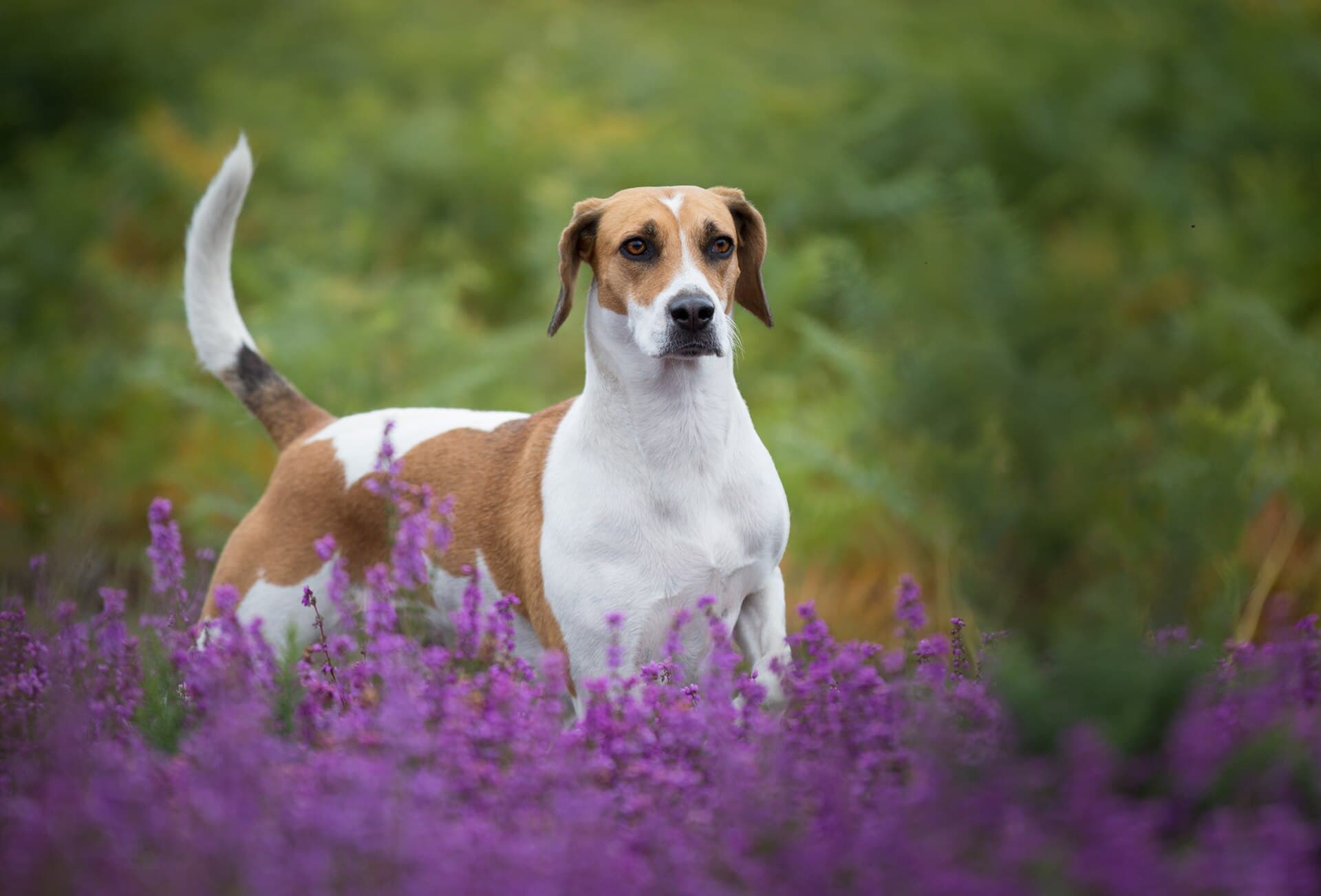 Harrier mit weiß-braunem Fell steht aufmerksam in einem violett blühenden Heidefeld.