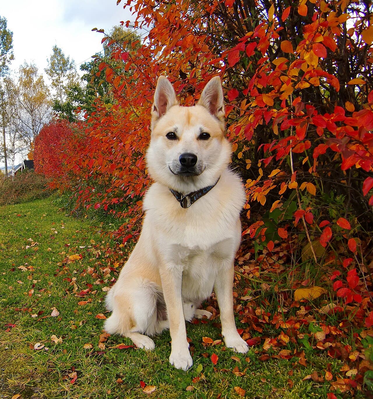 Norwegischer Buhund sitzt aufmerksam vor herbstlich rotem Laub.