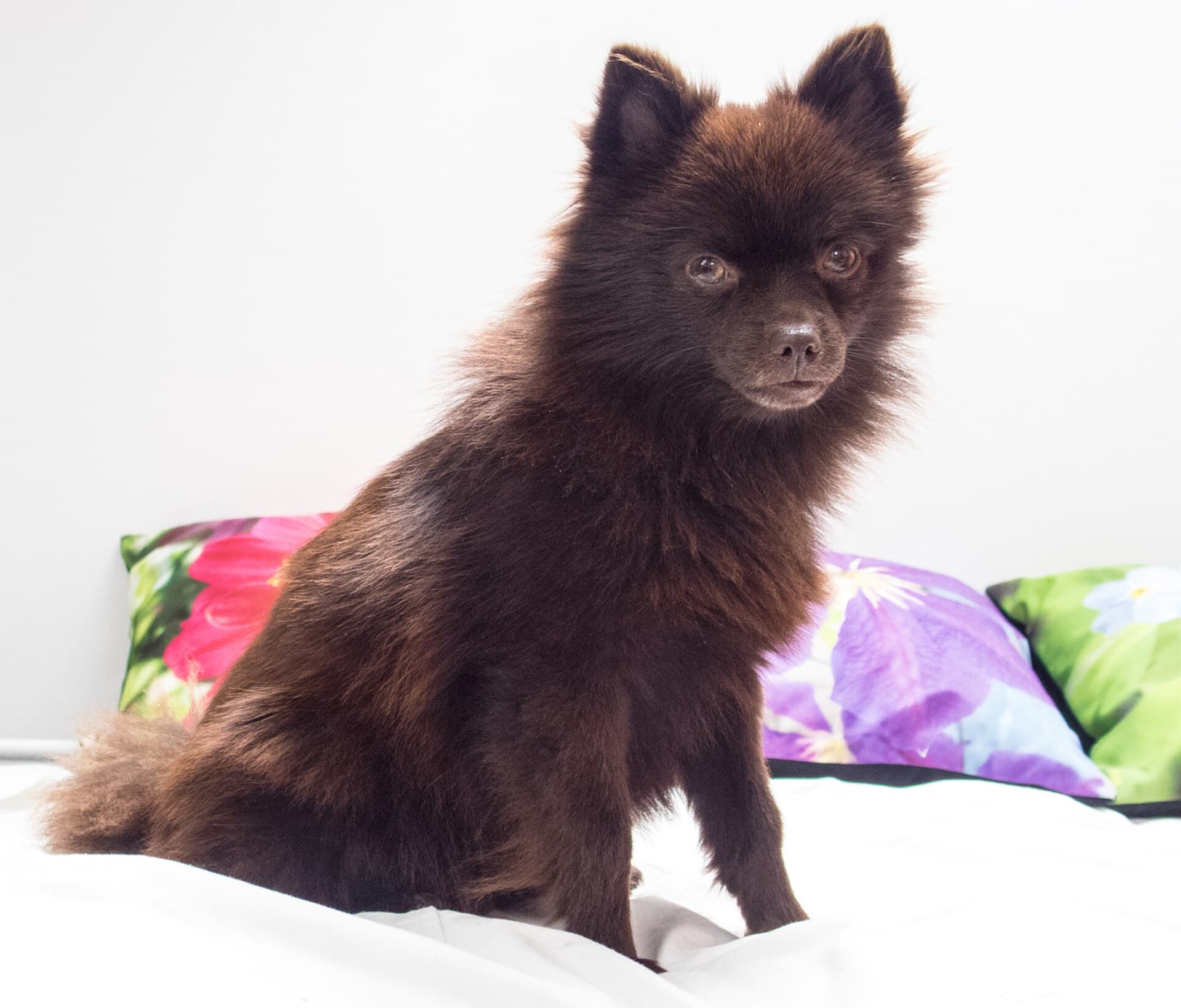 Brauner Kleinspitz sitzt aufmerksam zuhause auf einem Bett mit bunten Kissen.