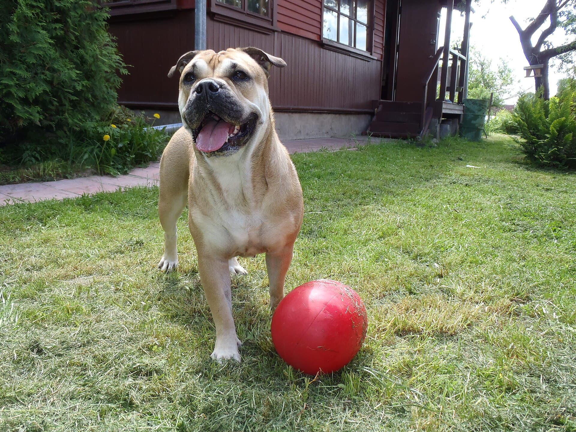 Mallorca-Dogge mit hellbraunem Fell spielt fröhlich mit einem roten Ball im Garten.