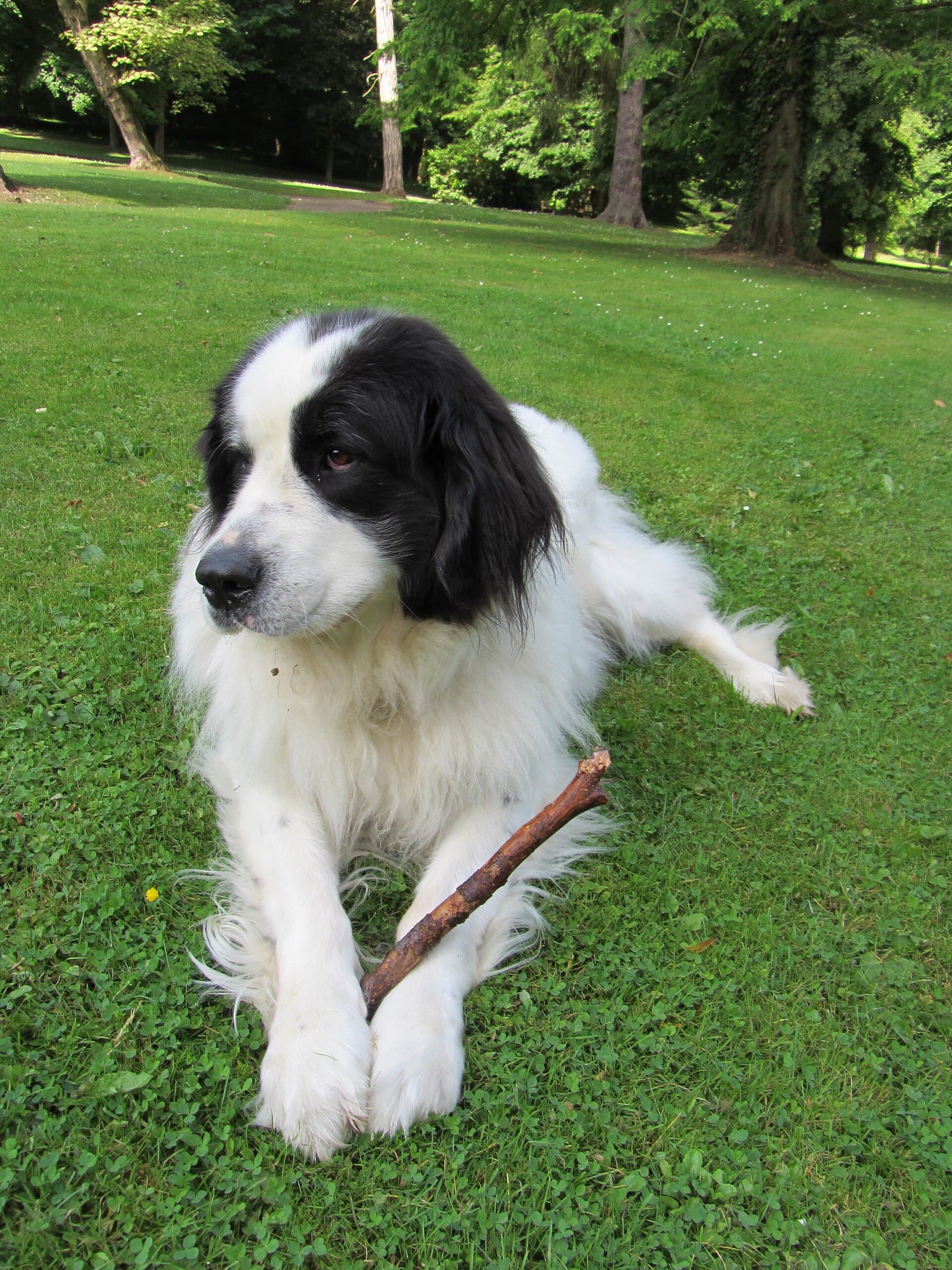 Landseer liegt verspielt mit einem Stock auf einer Wiese.