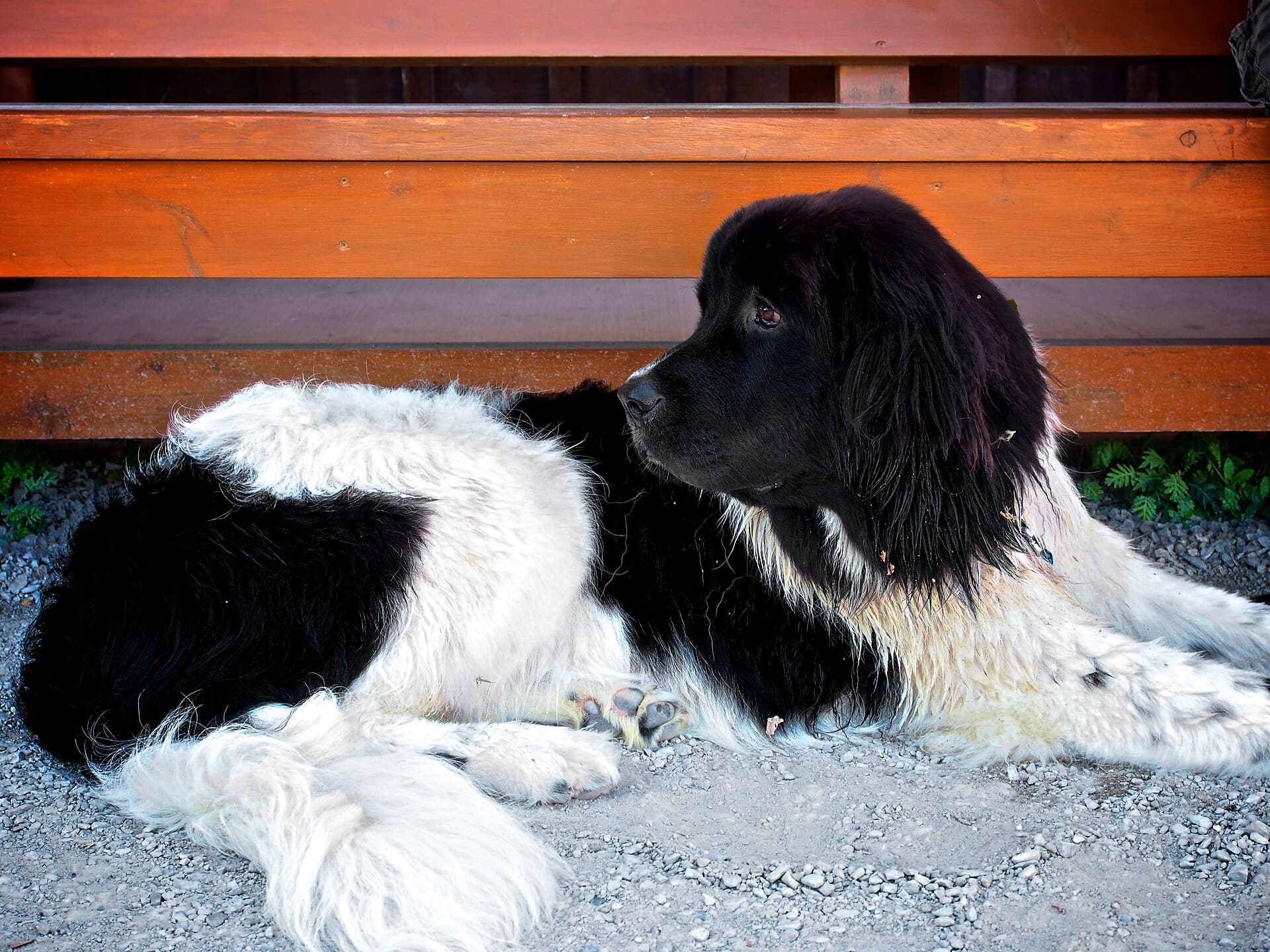Landseer liegt schwarzweiß gefleckt entspannt vor einer Holzbank.