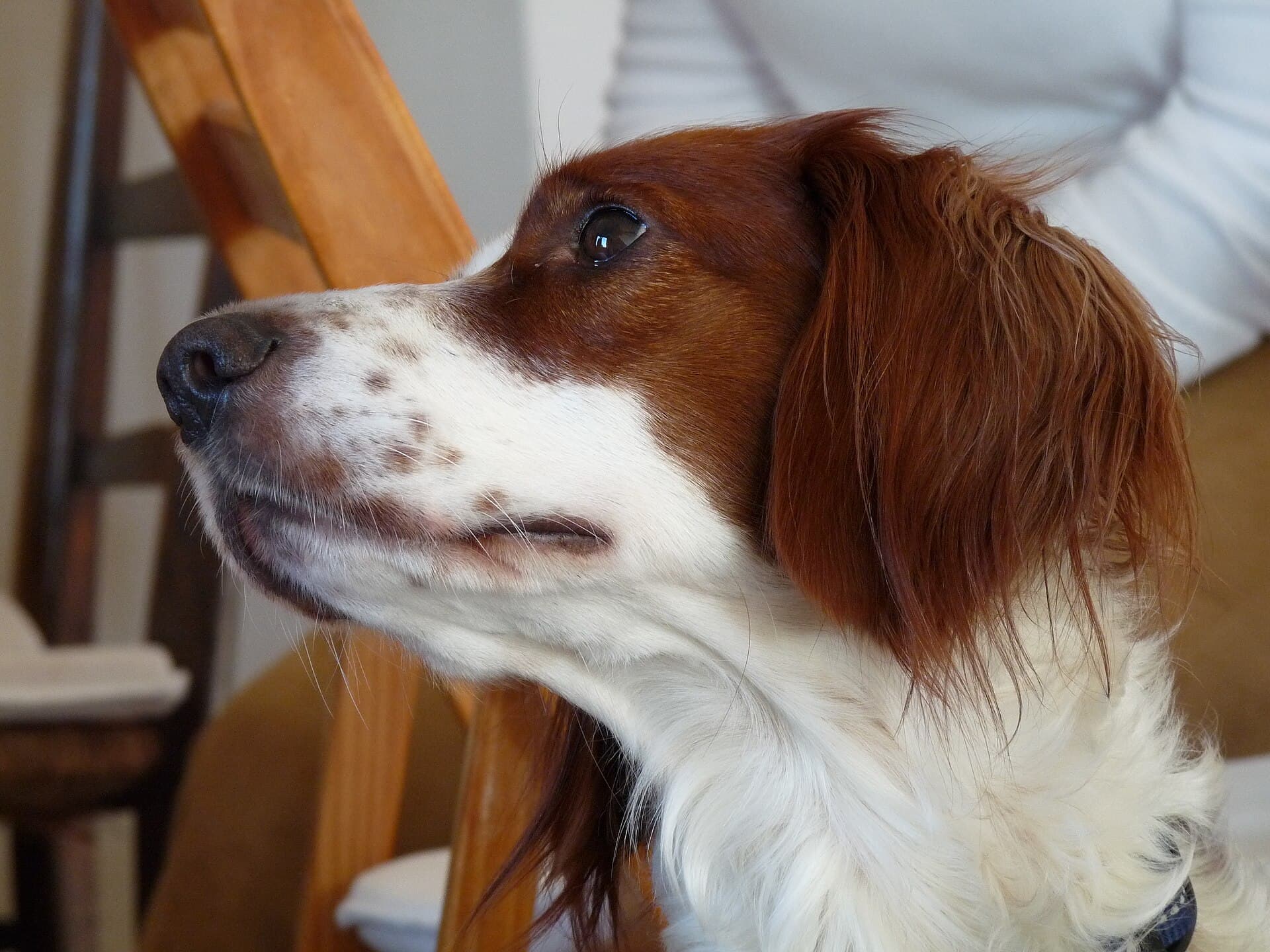 Irischer Rot Weisser Setter im Profil, rotbraune Schlappohren, weiß gefleckte Schnauze.