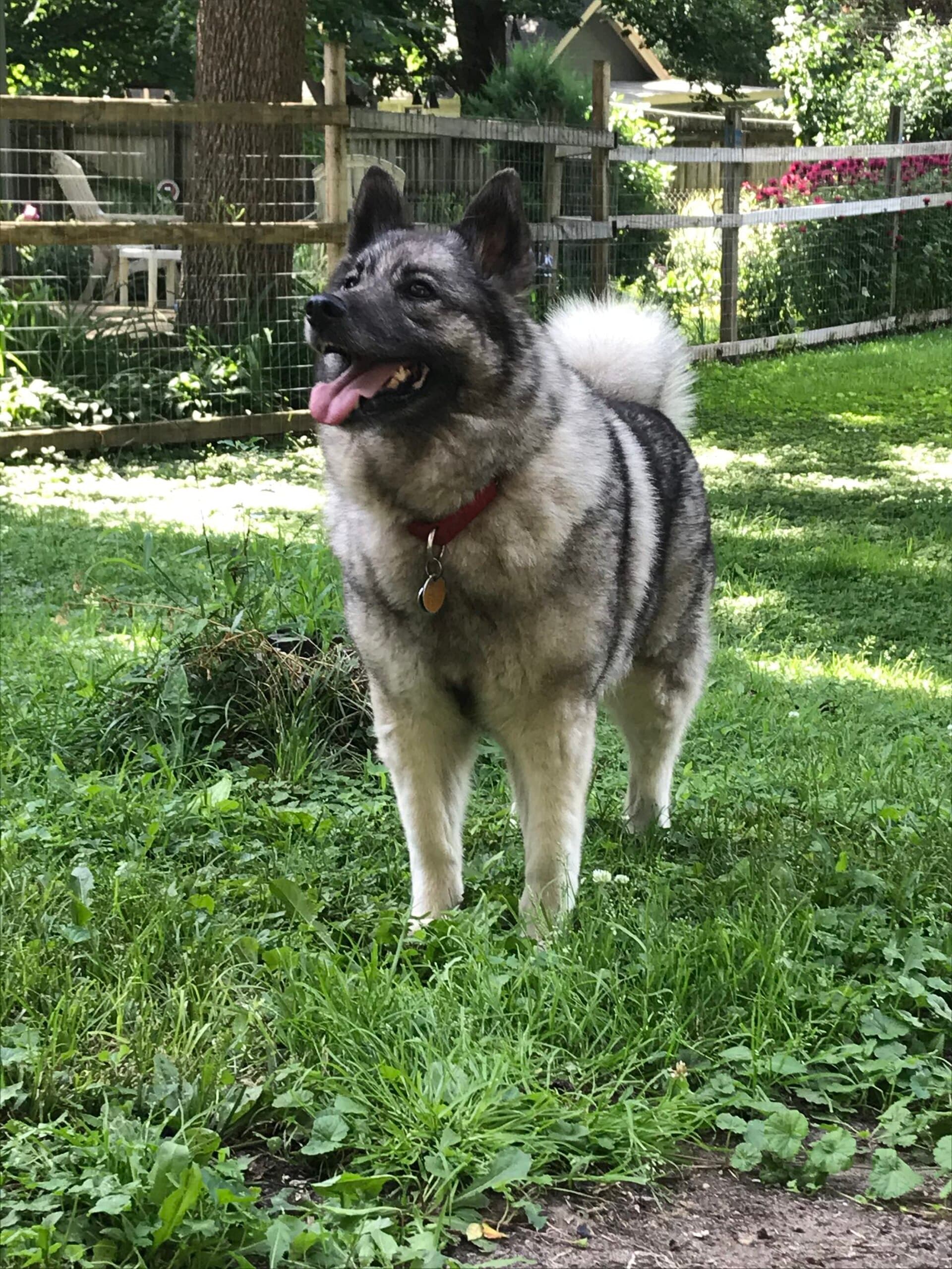 Norwegischer Elchhund Grau steht im Garten, graues Fell mit schwarzer Zeichnung, geringelte Rute.