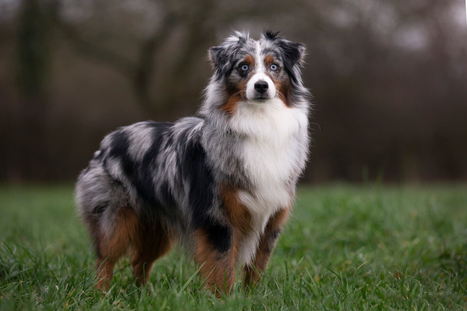 Blue Merle farbener Miniatur Amerikanischer Schäferhund steht aufmerksam auf einer Wiese.