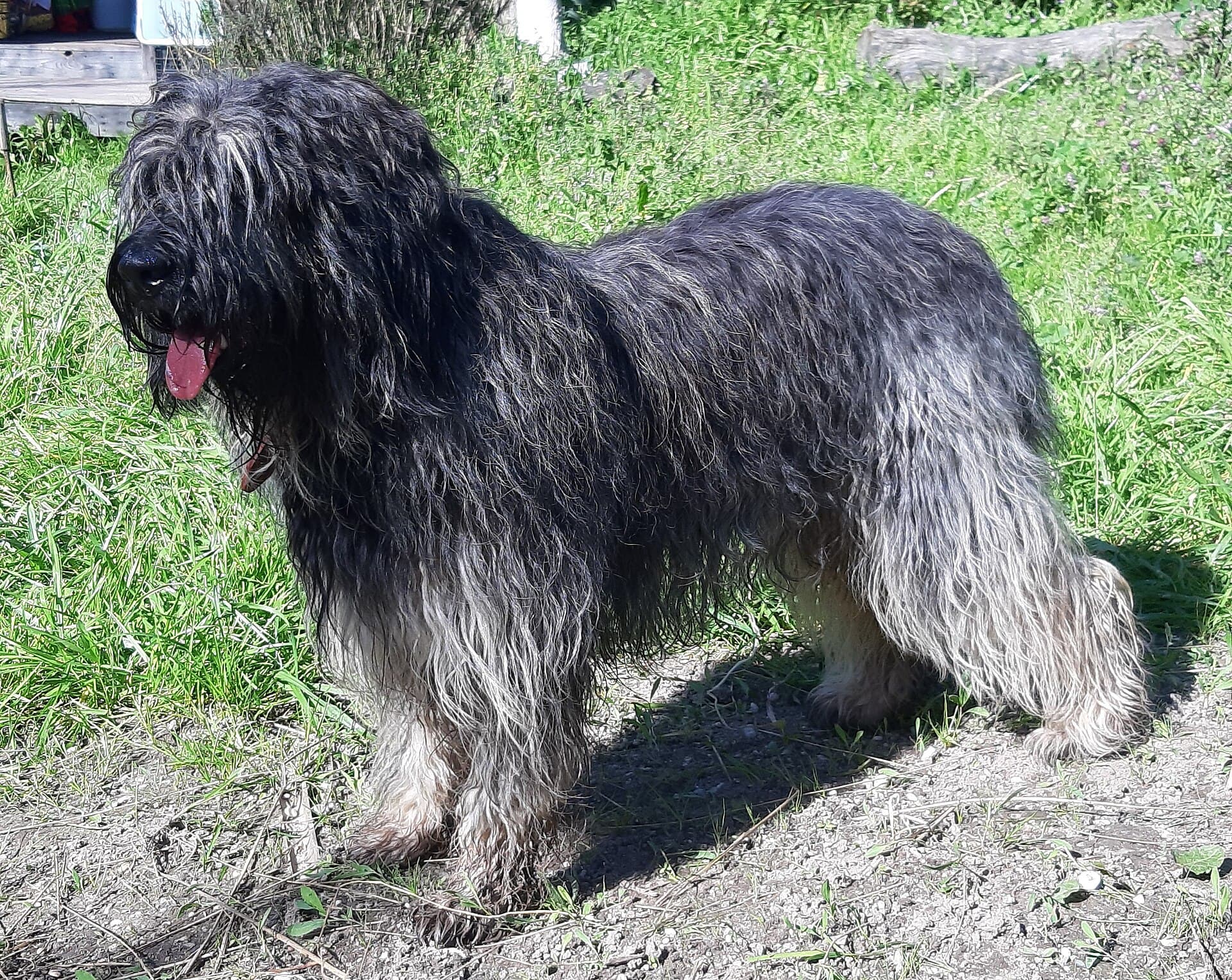 Portugiesischer Schäferhund steht im Freien, zottiges graues Fell mit hellen Abzeichen.