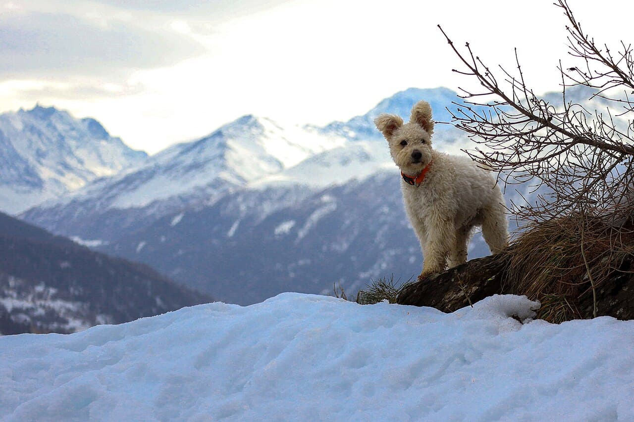 Weisser Pumi steht auf einem verschneiten Felsen vor Berggipfeln.