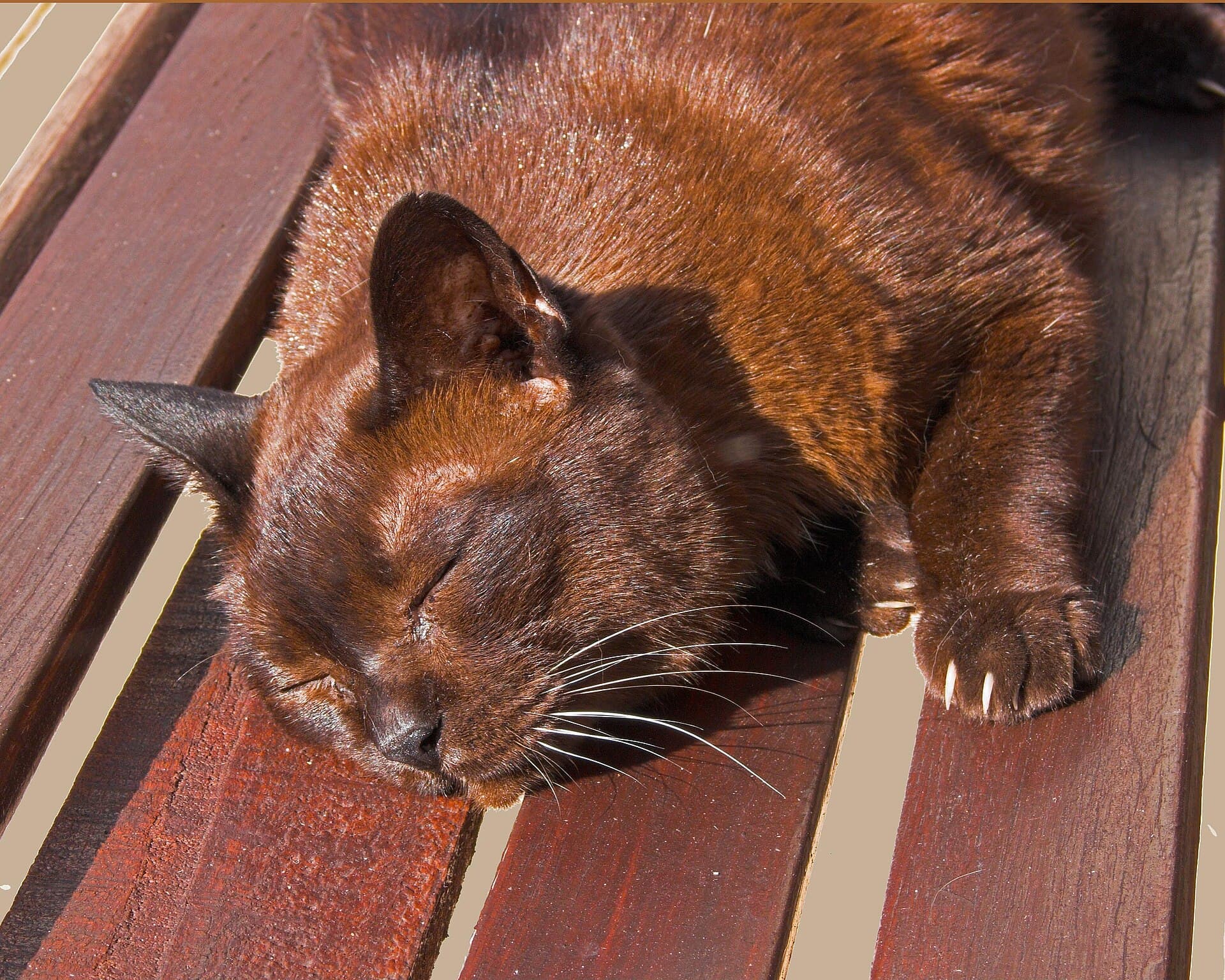 Sable-braune Burma-Katze döst zusammengerollt auf einer sonnigen Holzterrasse