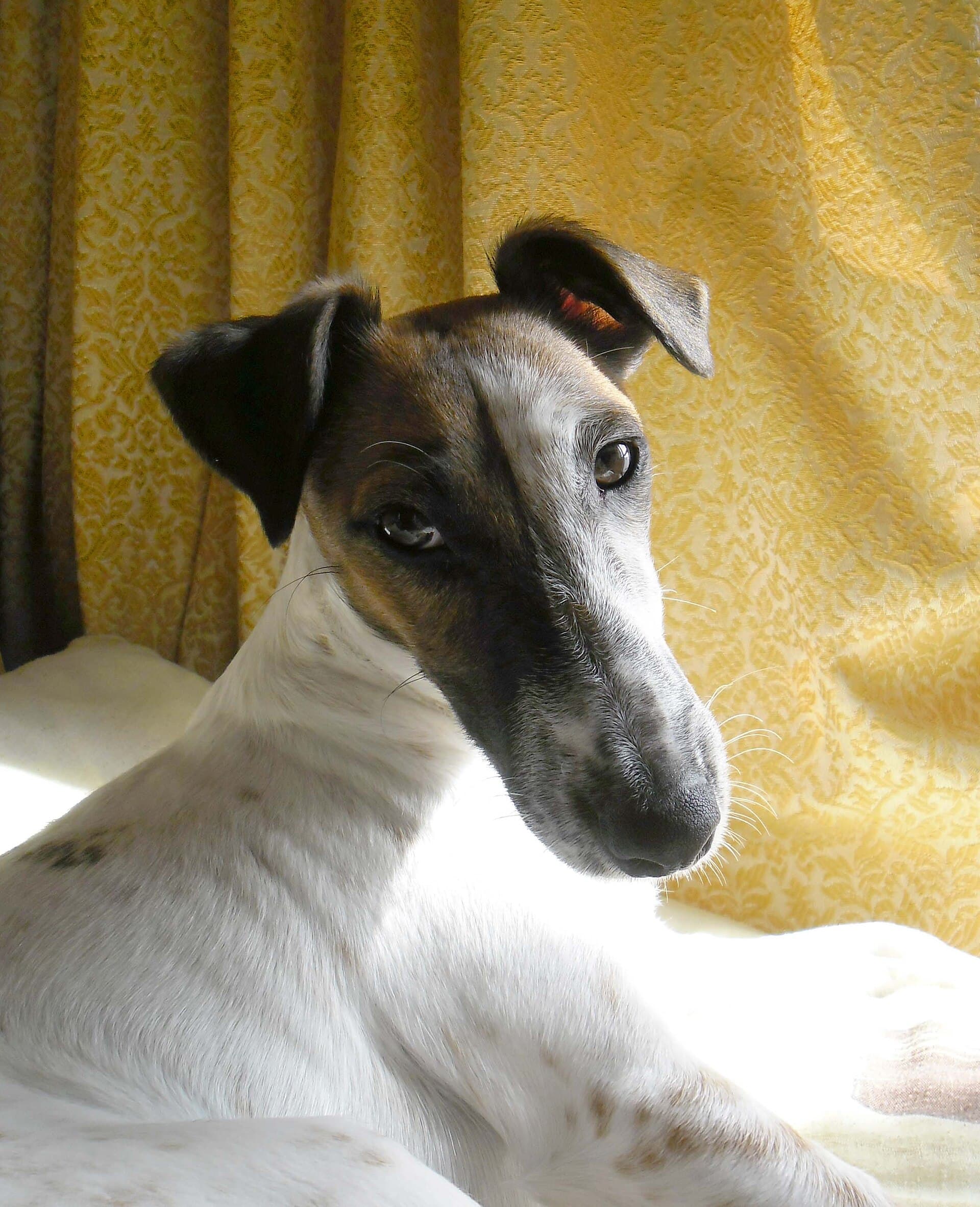 Fox Terrier Glatthaar liegt entspannt zuhause und schaut aufmerksam zur Seite.