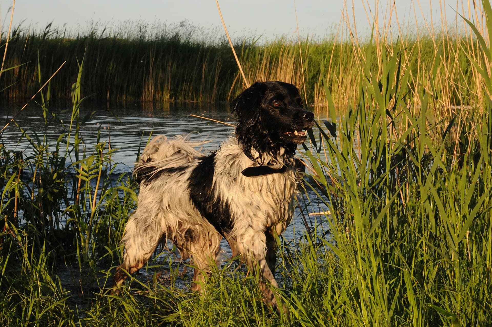 Friesischer Vorstehhund watet durchs Schilf am Wasser, nasses schwarzweißes Fell.