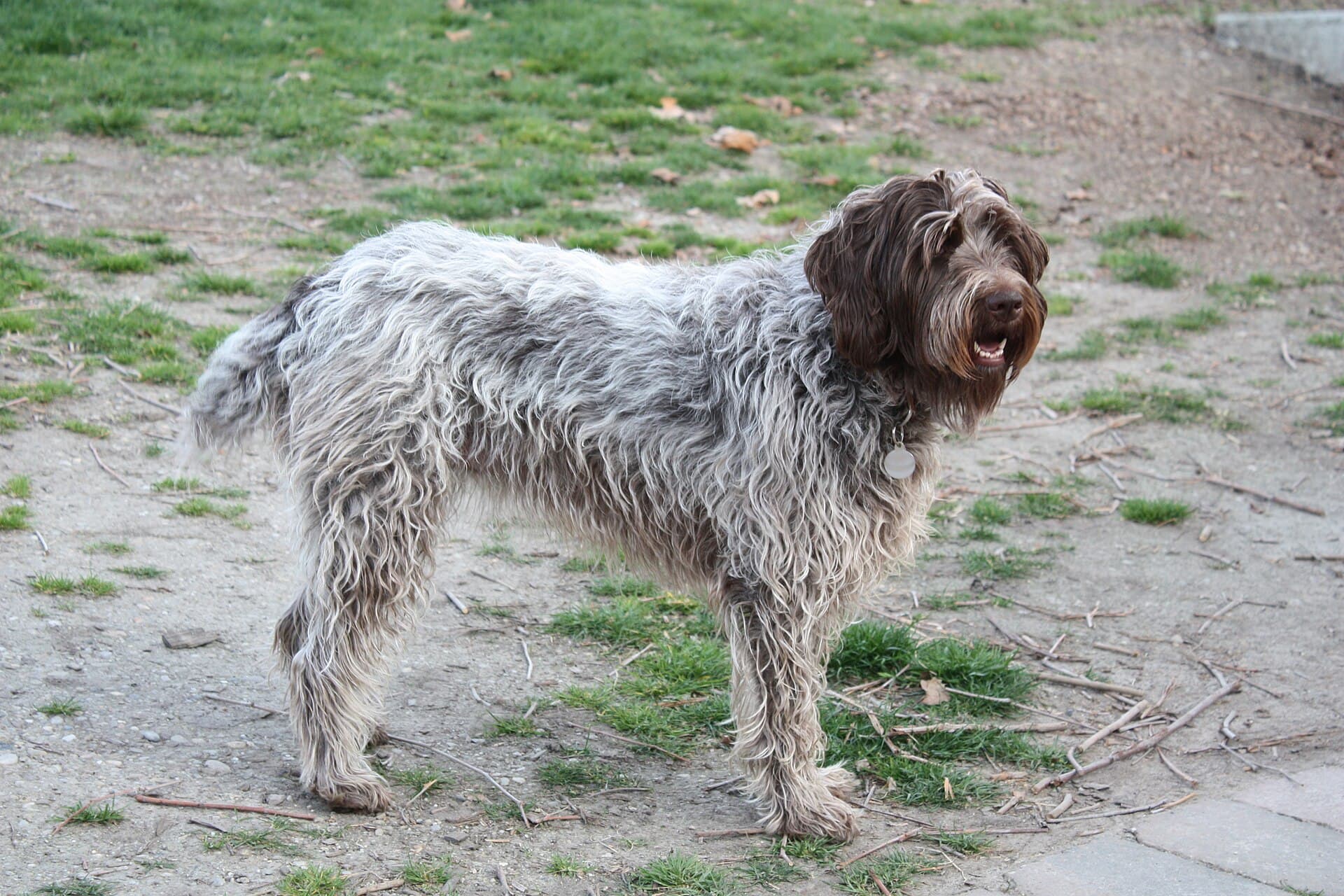 Französischer Rauhaariger Vorstehhund steht auf einem Weg, drahtiges graubraunes Fell.