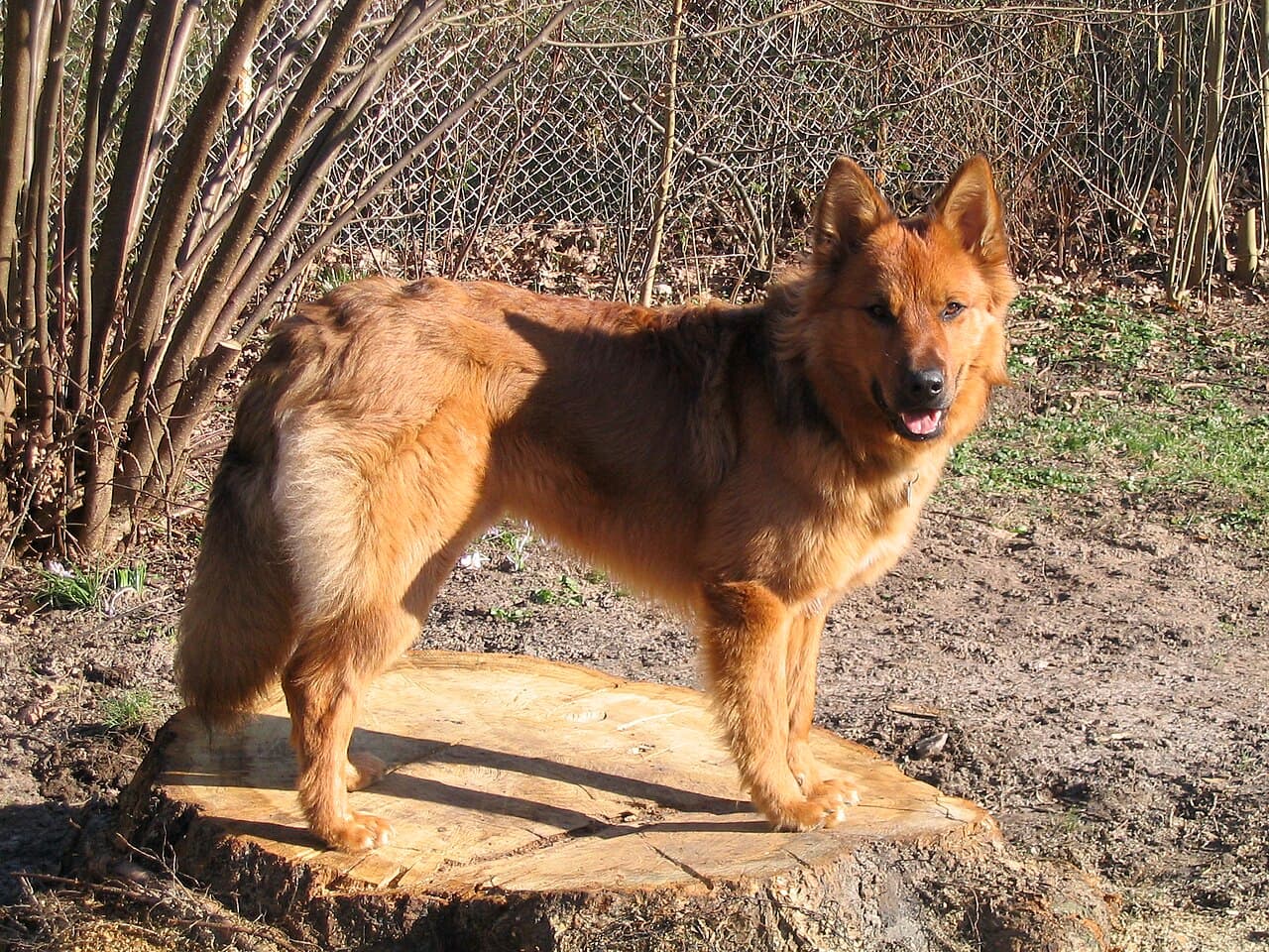 Harzer Fuchs mit fuchsrotem Fell steht wachsam auf einem Baumstumpf im Garten