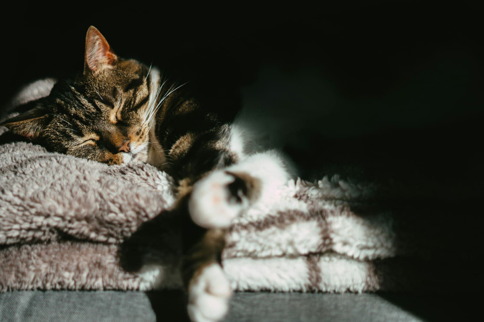 Eine Katze schläft im Sonnenlicht