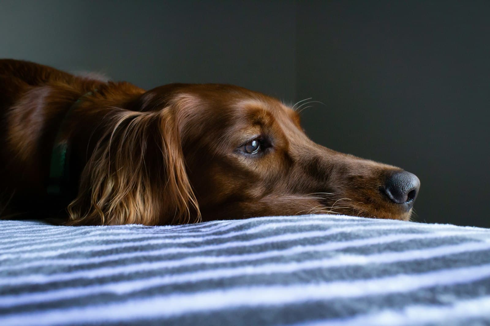 Ein brauner Hund liegt entspannt auf einem Bett