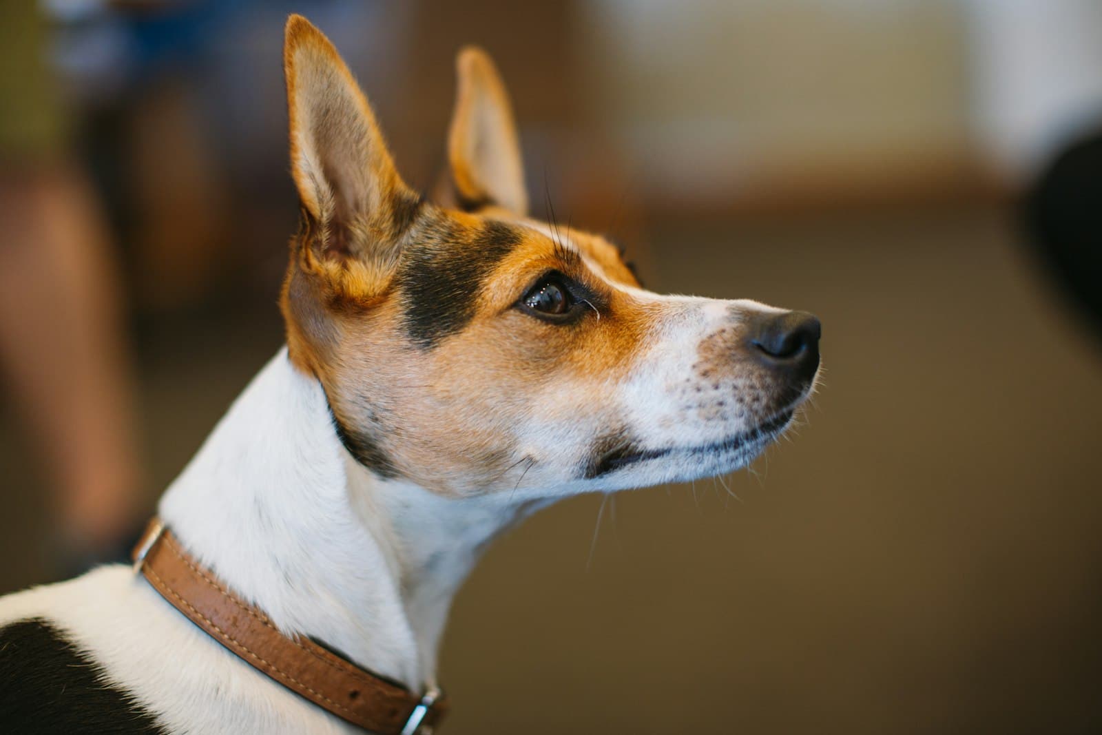 Ein Hund blickt vertrauensvoll nach oben
