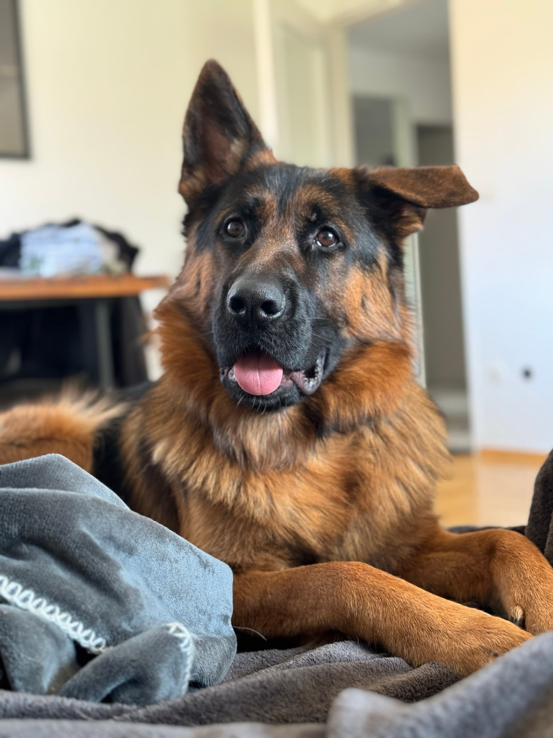 Deutscher Schäferhund Zeus liegt entspannt zu Hause auf seiner Decke, ein Ohr aufgestellt, eines kippt noch