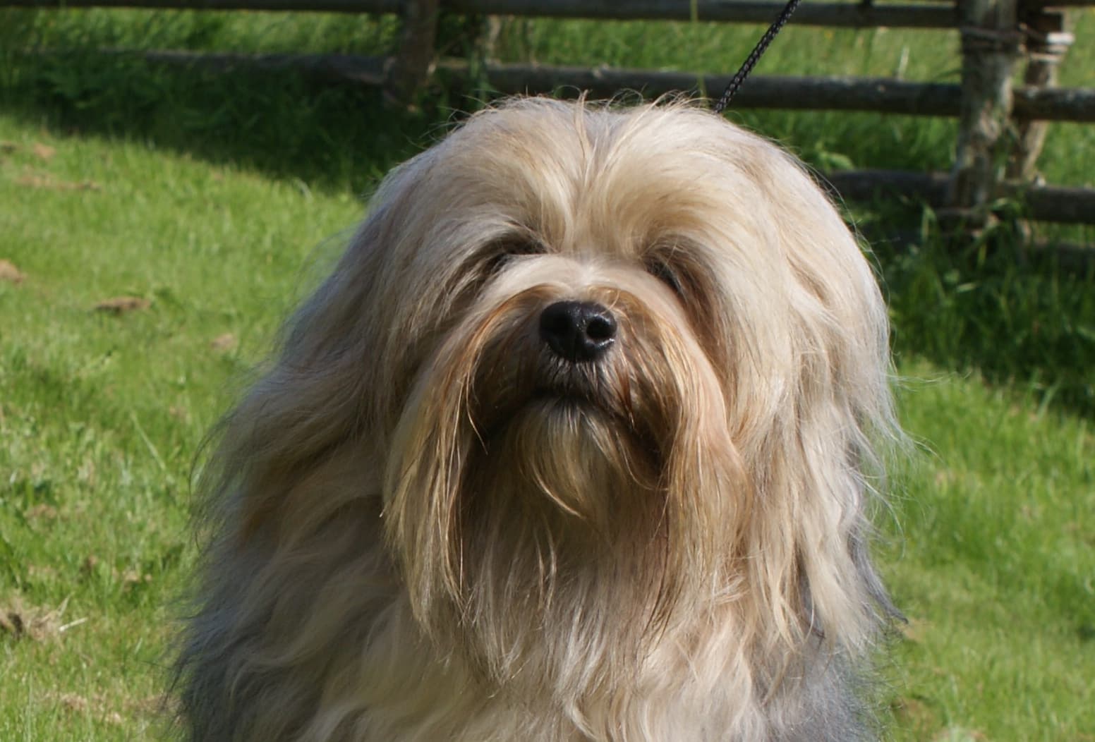 Löwchen mit heller Fellfarbe schaut mit langem Deckhaar direkt in die Kamera.