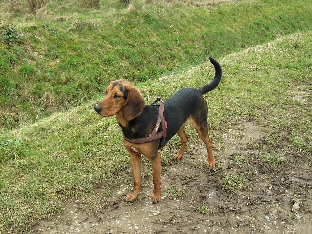 Griechischer Laufhund steht auf einer Wiese, schwarz lohfarbenes Fell, Hängeohren, Rute unkupiert erhoben.