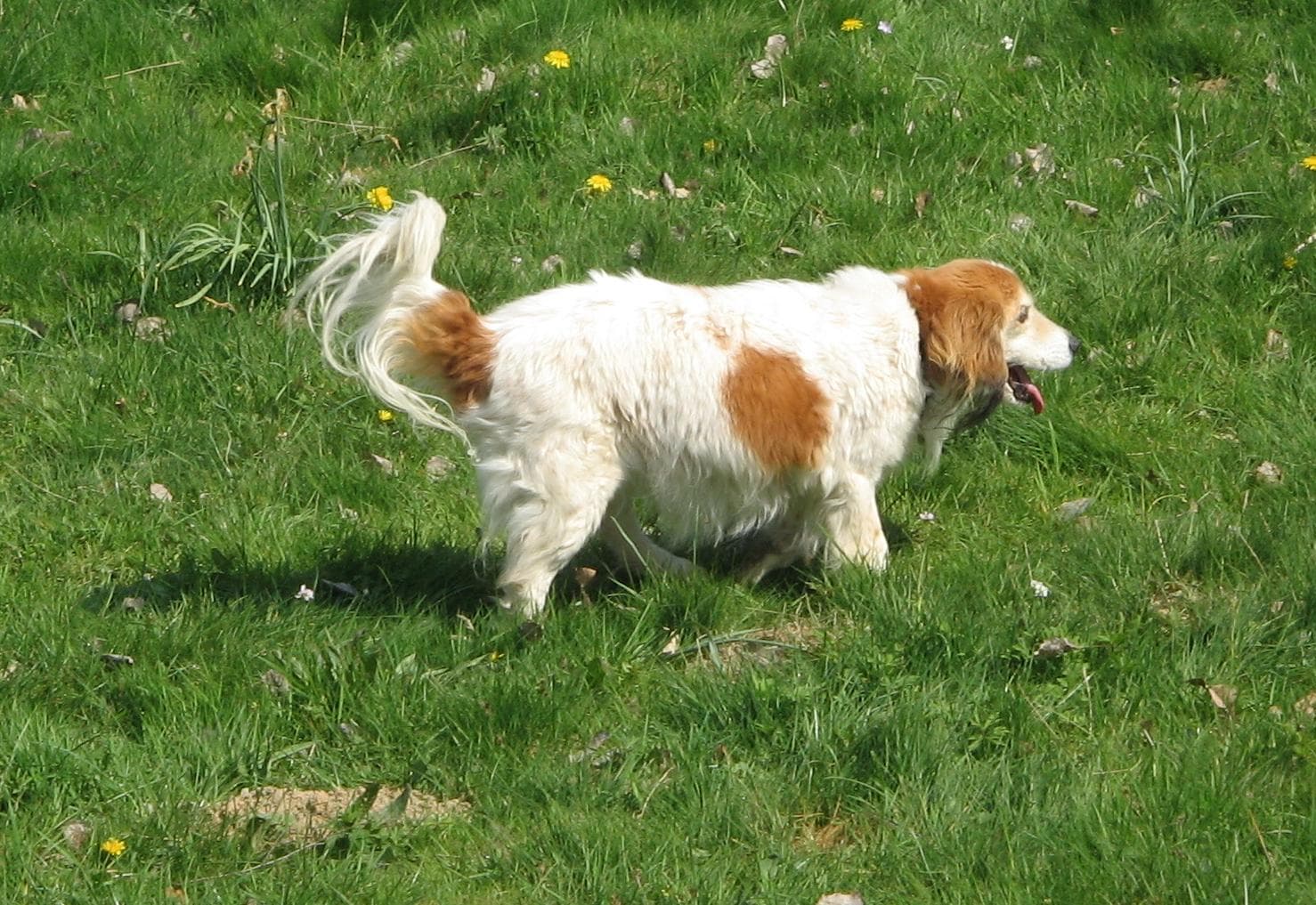 Nederlandse Kooikerhondje läuft durch eine Blumenwiese, orangeweißes Fell und gefiederte Rute gut sichtbar.