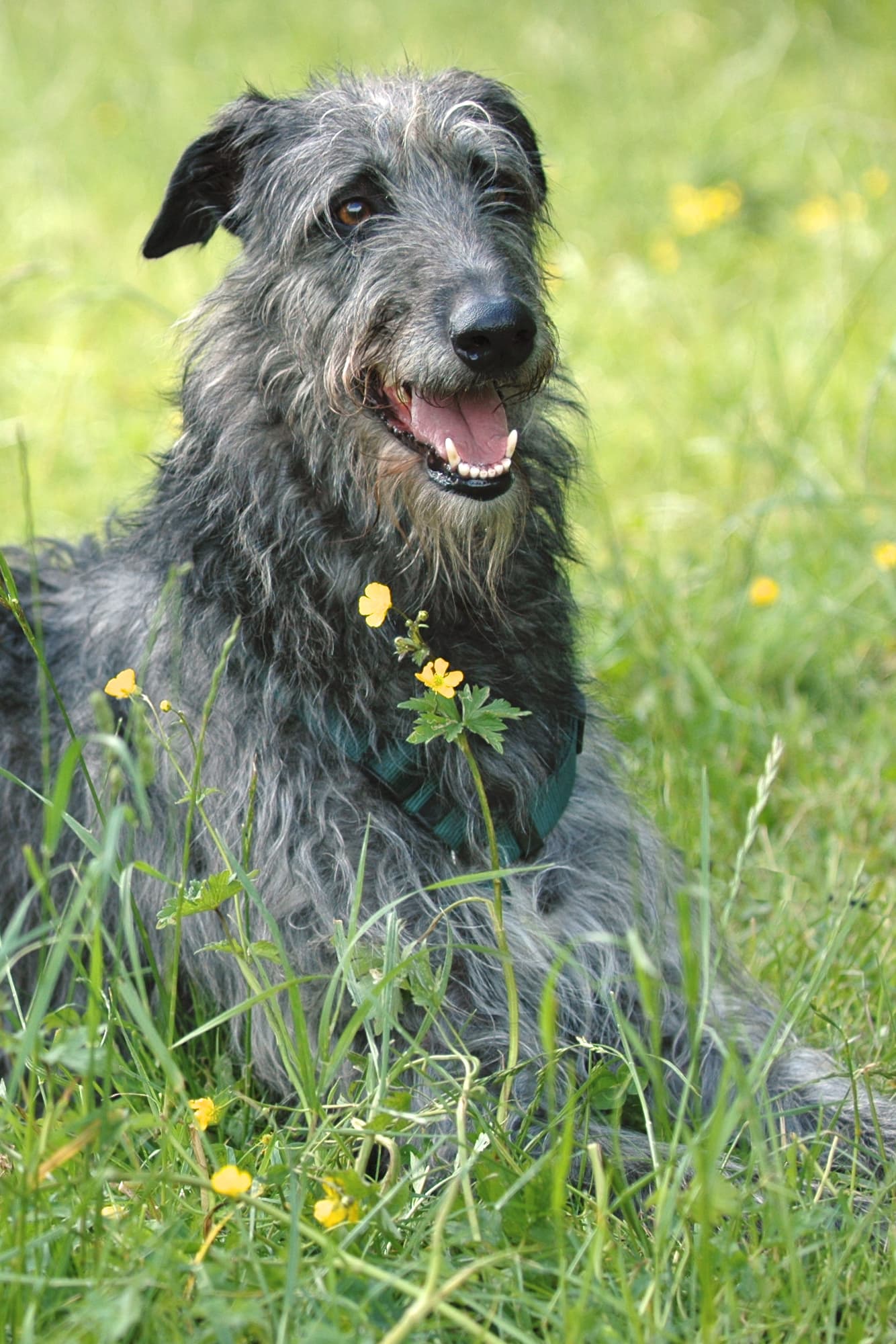 Schottischer Hirschhund liegt lächelnd in einer Blumenwiese, drahtiges graues Fell.