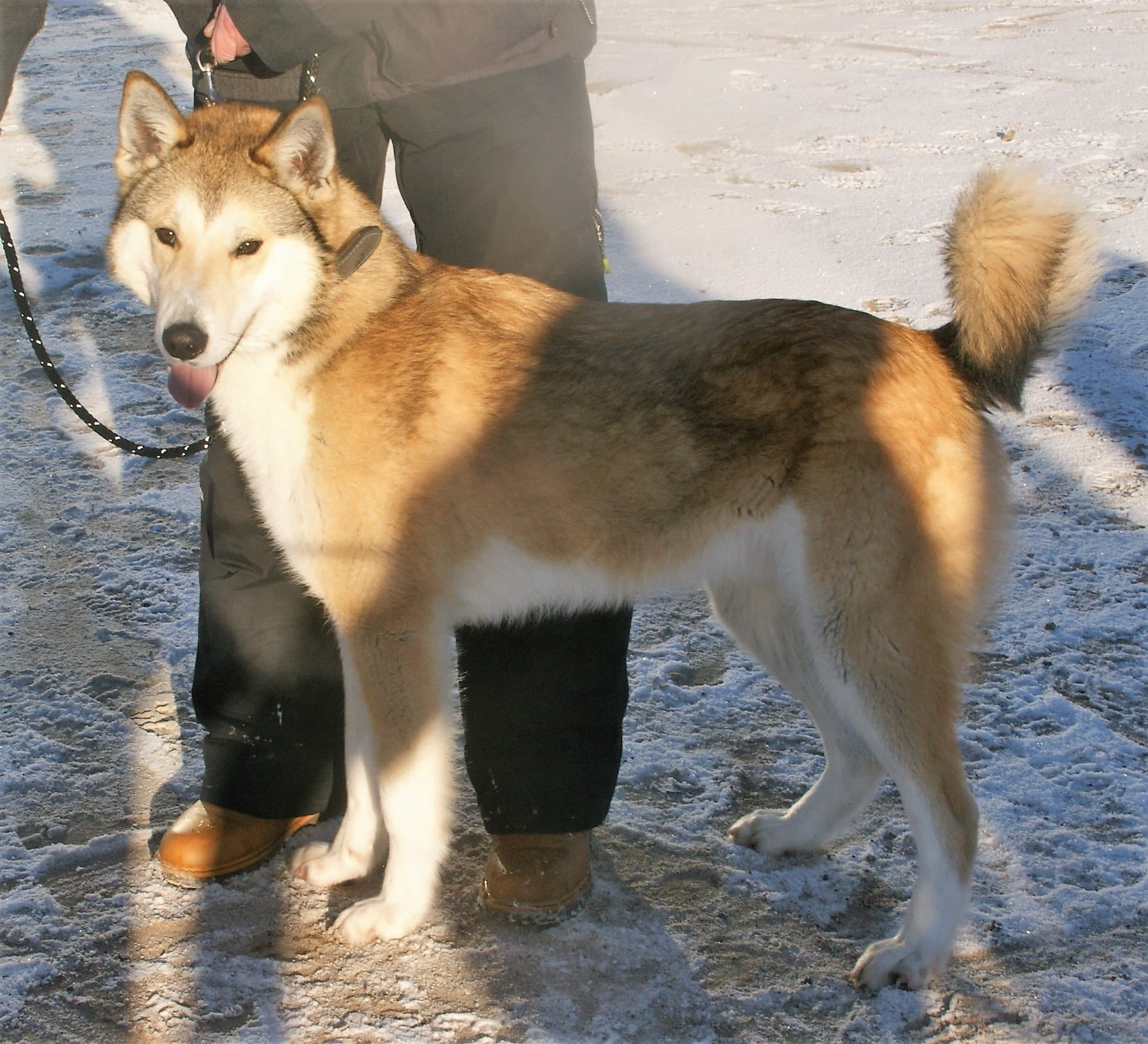 Ostsibirischer Laika steht im Schnee, braun weißes Fell, Stehohren, Rute geringelt über dem Rücken.