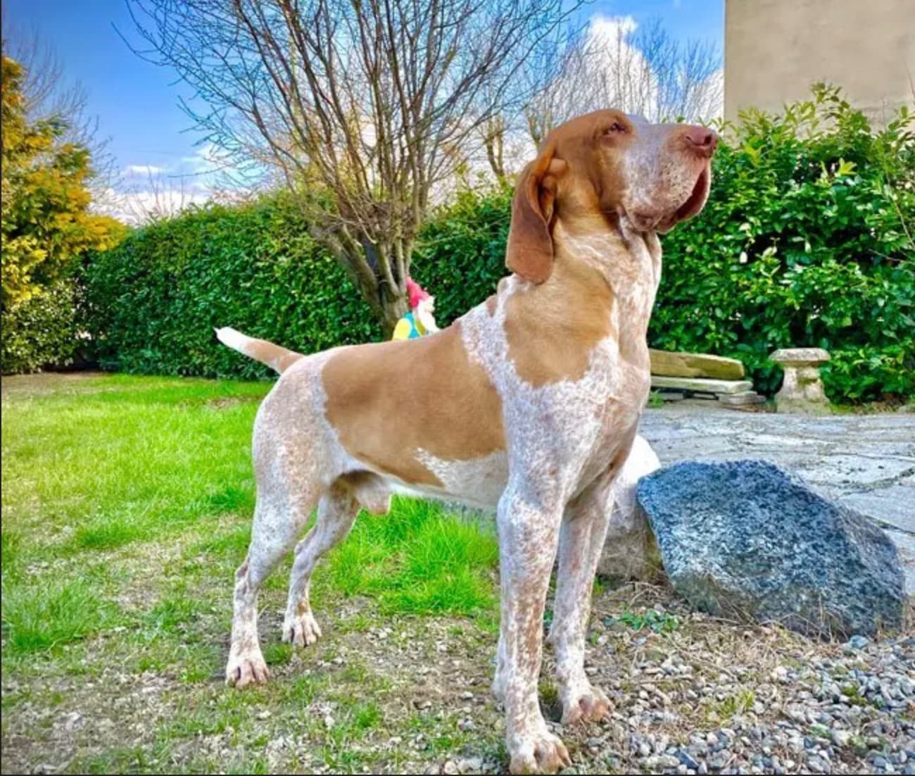 Italienischer Vorstehhund mit braun-weißem Fell steht wachsam im Garten.
