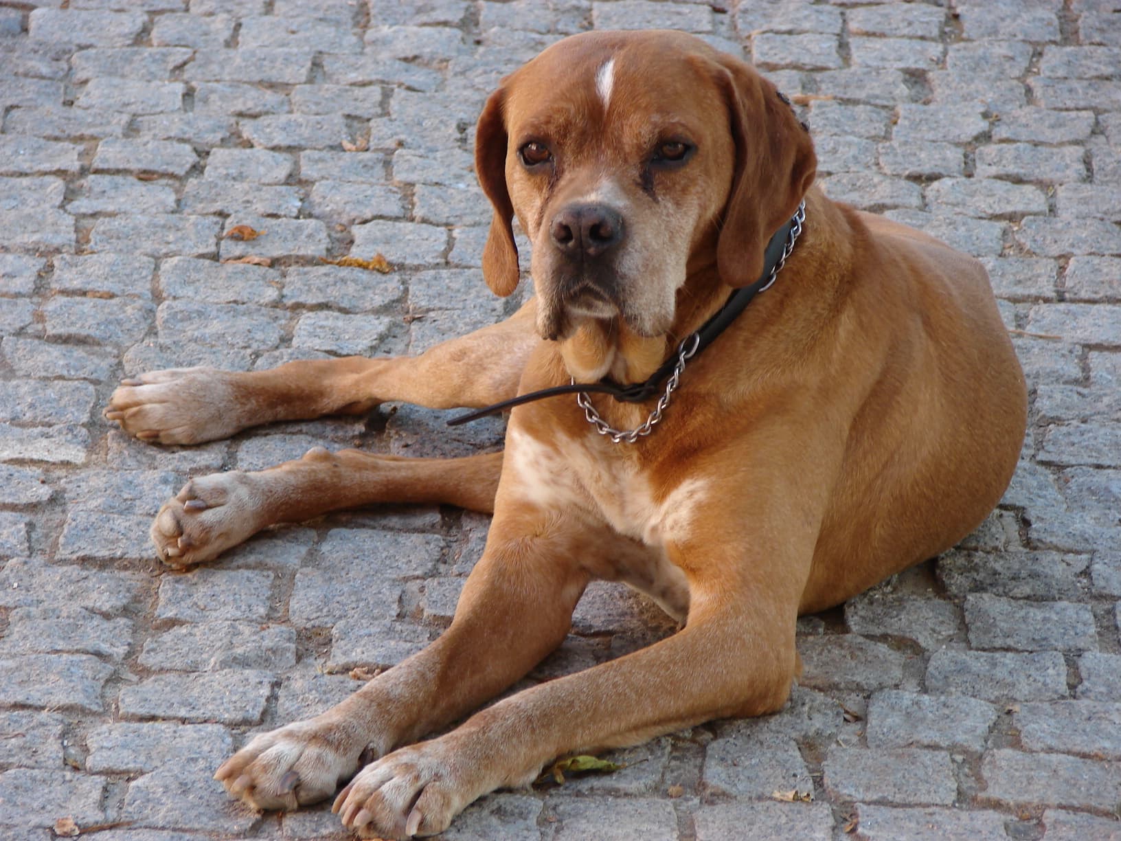 Portugiesischer Vorstehhund liegt auf Kopfsteinpflaster, sandfarbenes Fell mit weißer Blesse.