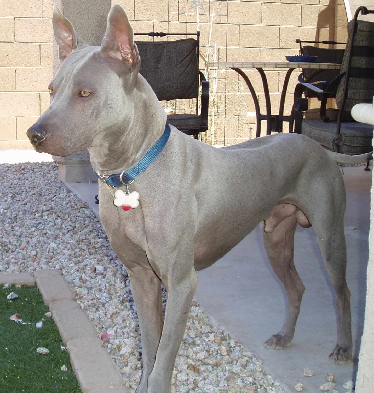Blaugrauer Thailand Ridgeback mit Stehohren steht wachsam auf einer Terrasse.