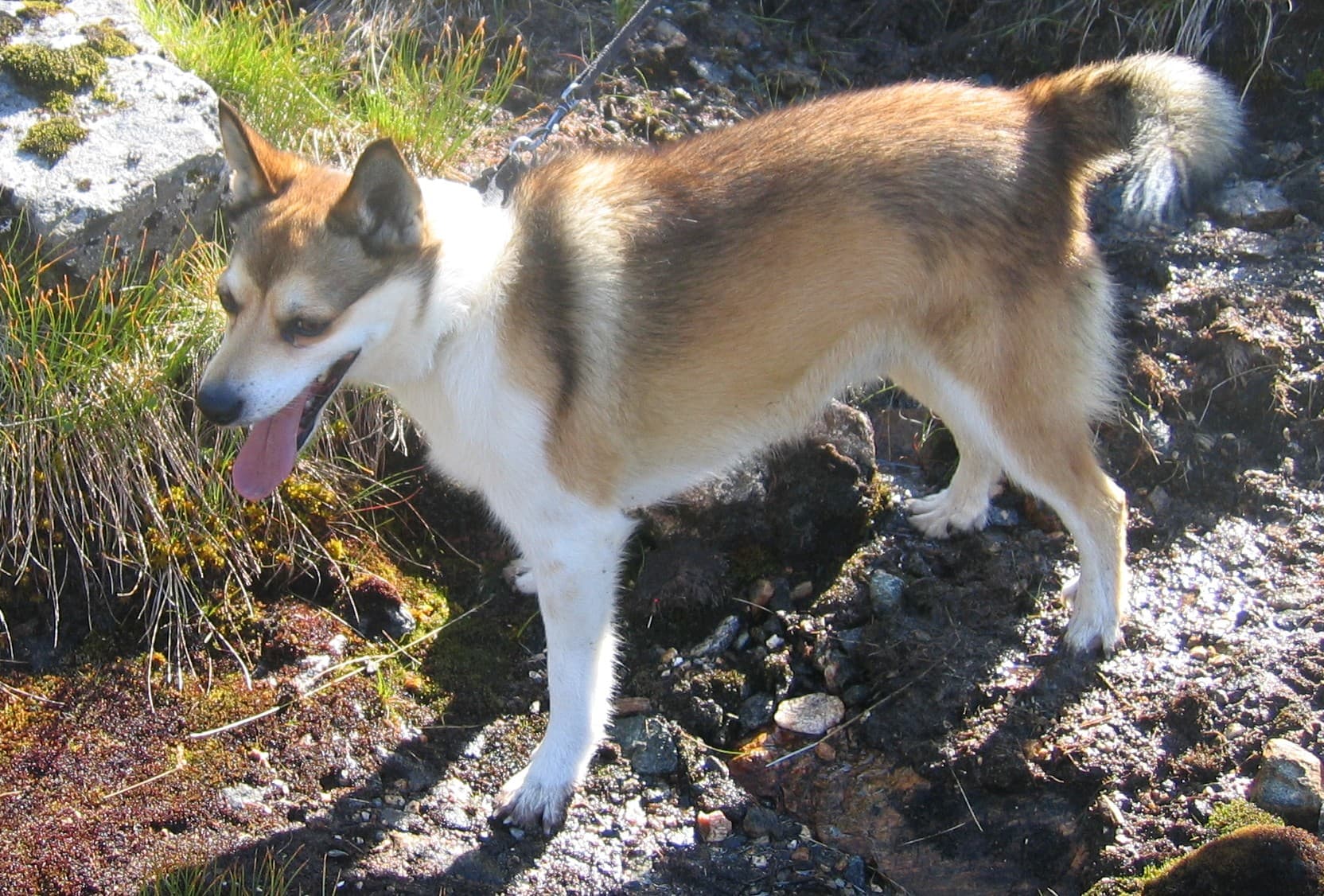 Norwegischer Lundehund steht mit heraushängender Zunge auf einem Felsen im Moos.