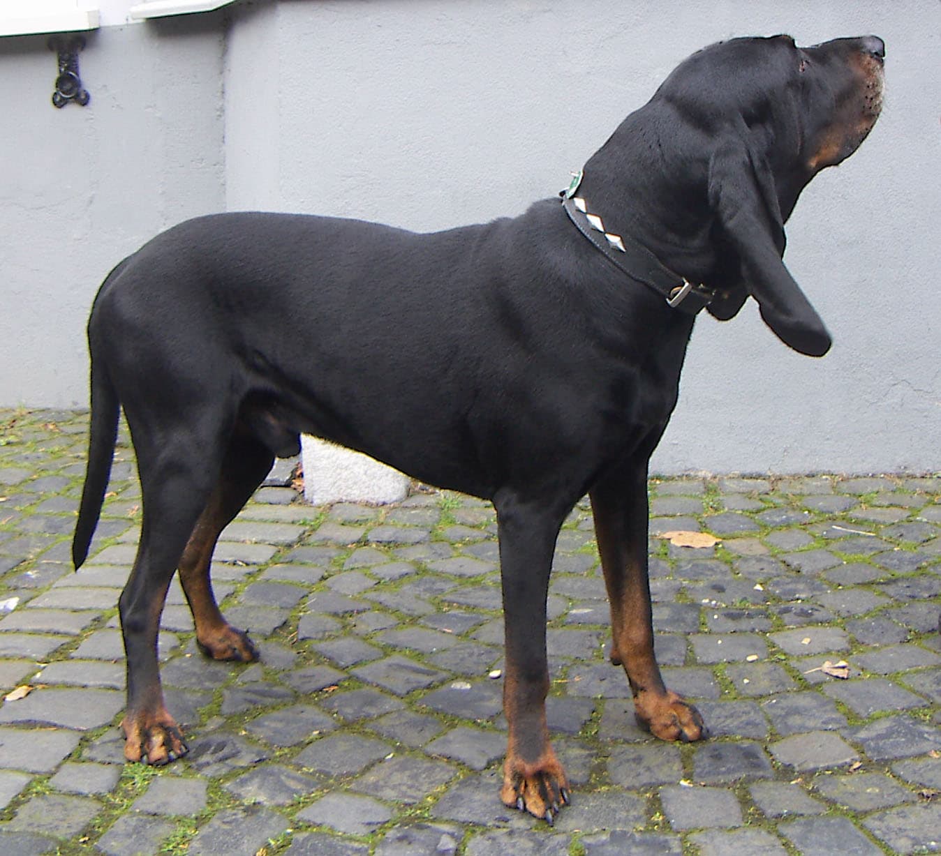 Schwarz-Lohfarbener Waschbärenhund steht auf Kopfsteinpflaster, schwarzes Fell mit lohfarbenen Abzeichen.