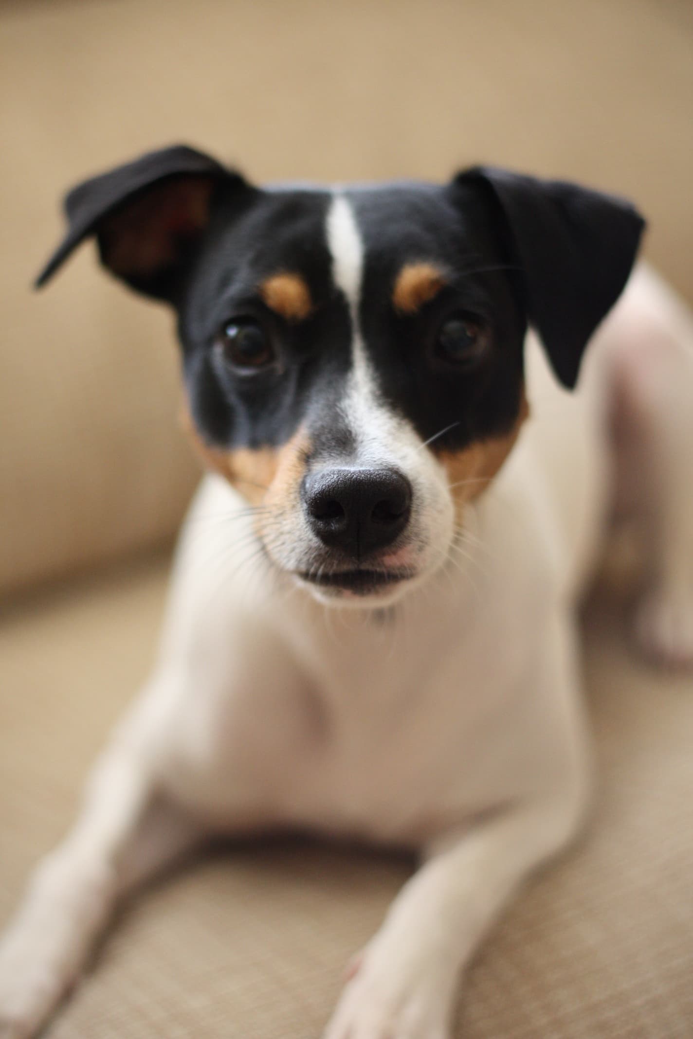 Andalusischer Terrier liegt entspannt zuhause auf dem Boden, Kopf nah an der Kamera gerichtet.