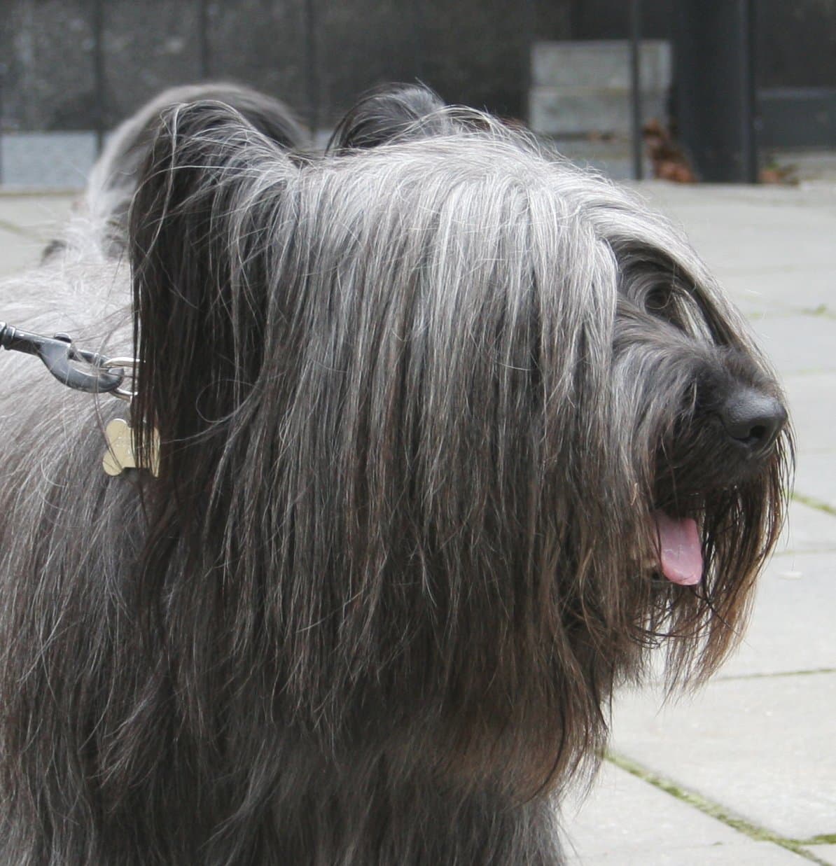Kopfporträt eines Skye Terrier mit langem, grauem Fell, das das Gesicht bedeckt.