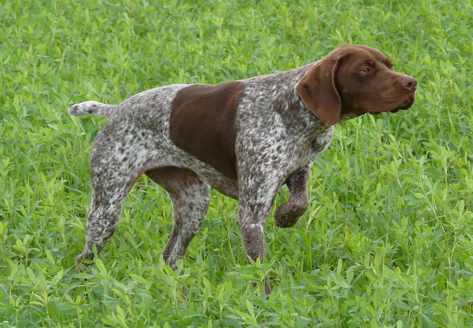 Französischer Vorstehhund Typus Pyrenäen mit brauner Tüpfelzeichnung steht vor im hohen grünen Gras, Kopf und Rute jagdlich erhoben.