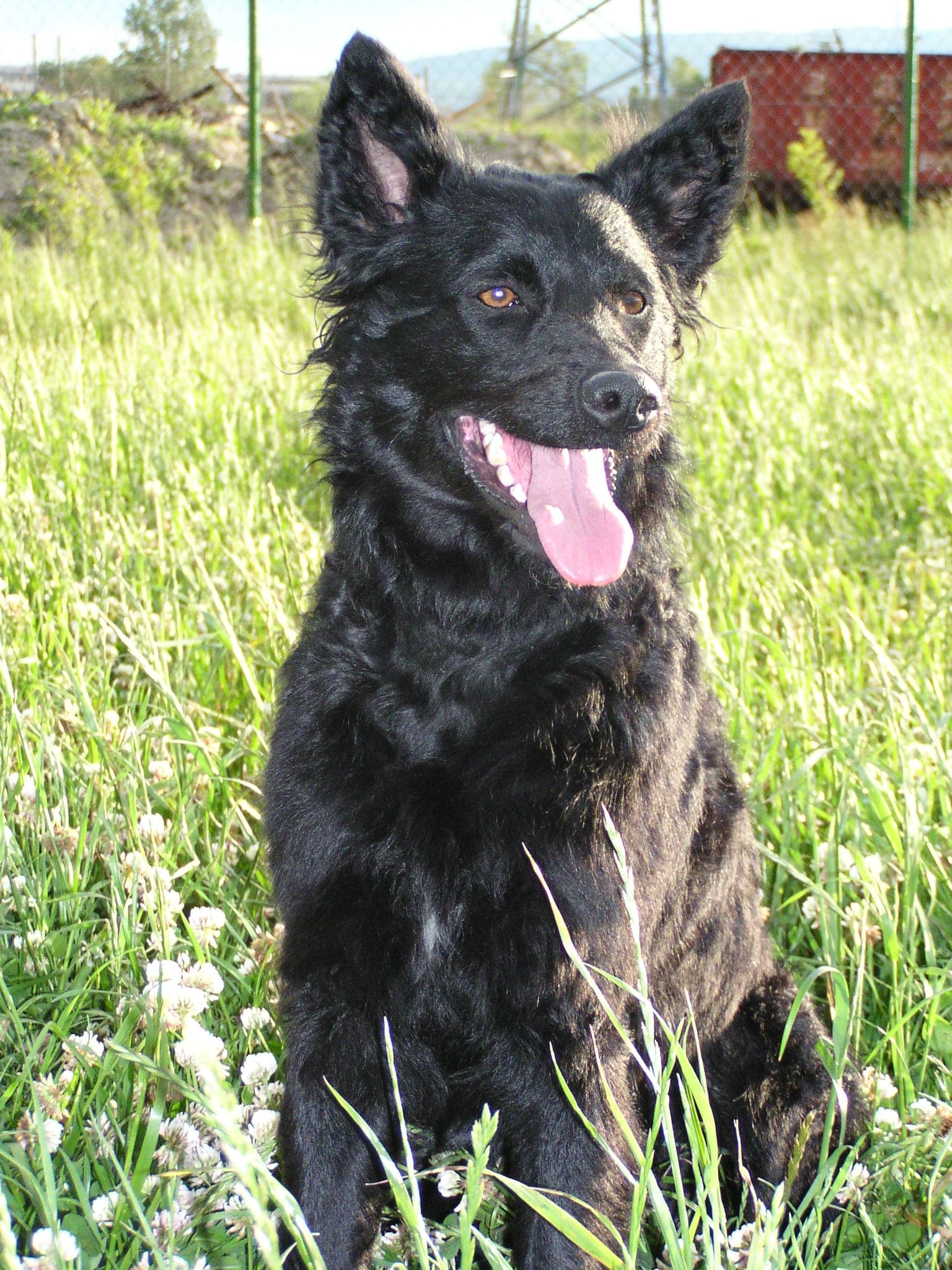 Schwarzer Kroatischer Schäferhund sitzt hechelnd auf einer Wiese.