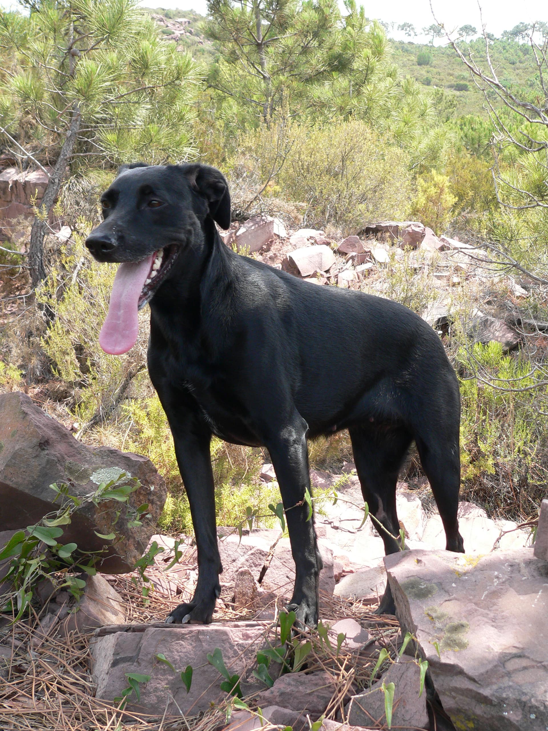 Mallorca-Schäferhund mit schwarzem Fell steht hechelnd zwischen Felsen und Kiefern in der Natur.