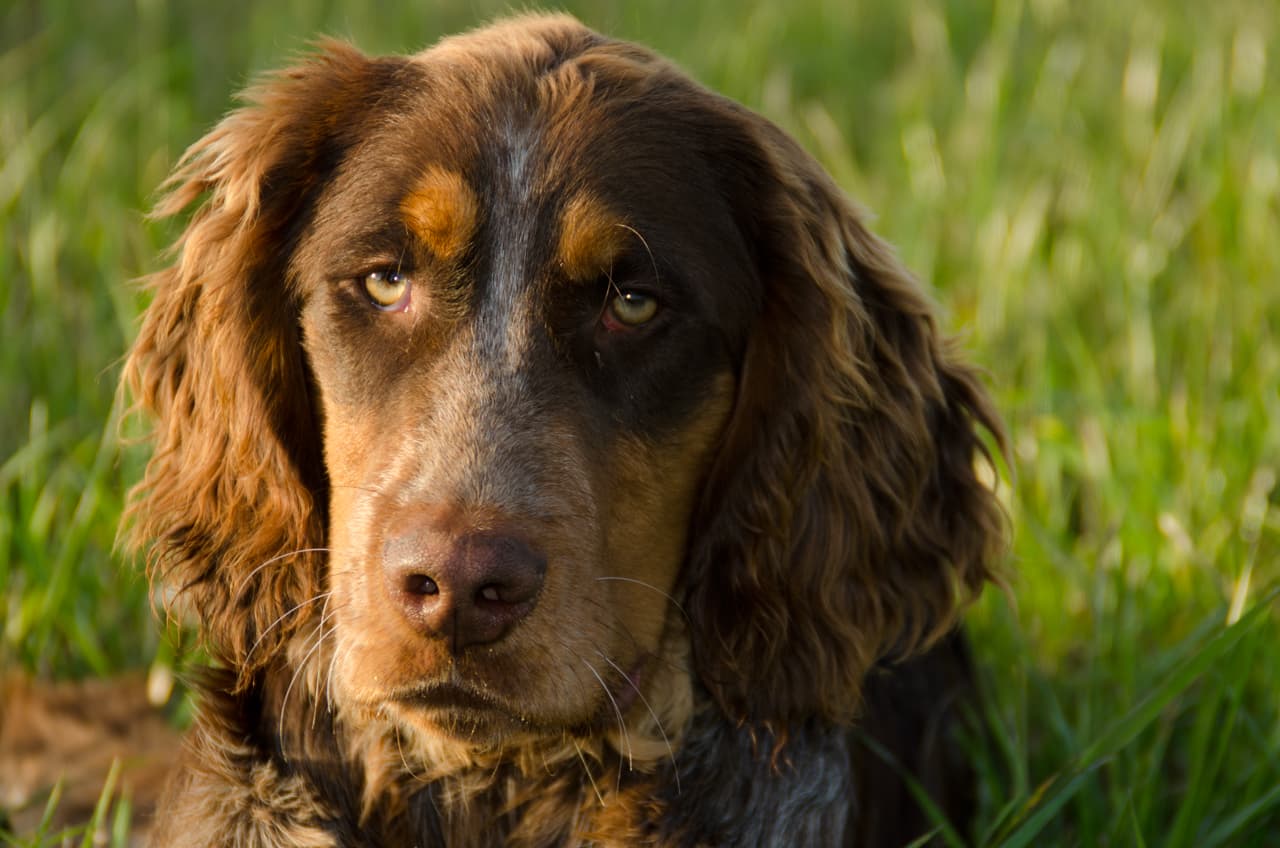 Kopf eines Picardie-Spaniels im Gegenlicht, braun graues meliertes Fell, lange gewellte Ohren.