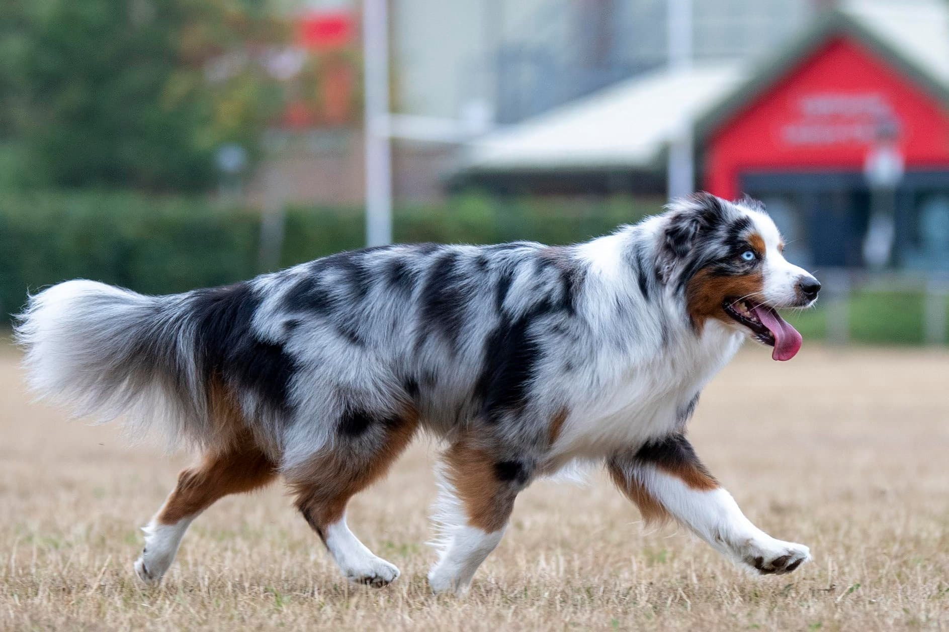 Blue Merle farbener Miniatur Amerikanischer Schäferhund trabt mit heraushängender Zunge über eine Wiese.