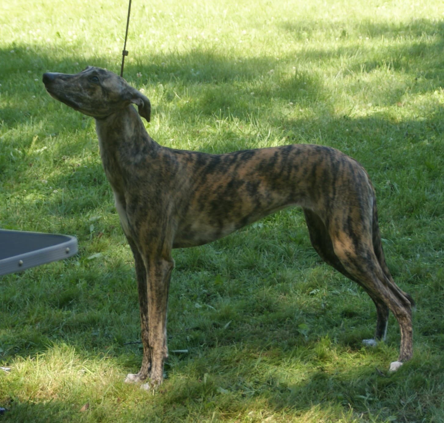 Ungarischer Windhund im Profil auf einer Wiese, gestromtes Fell, Rosenohren, schlanker windhundtypischer Körperbau.